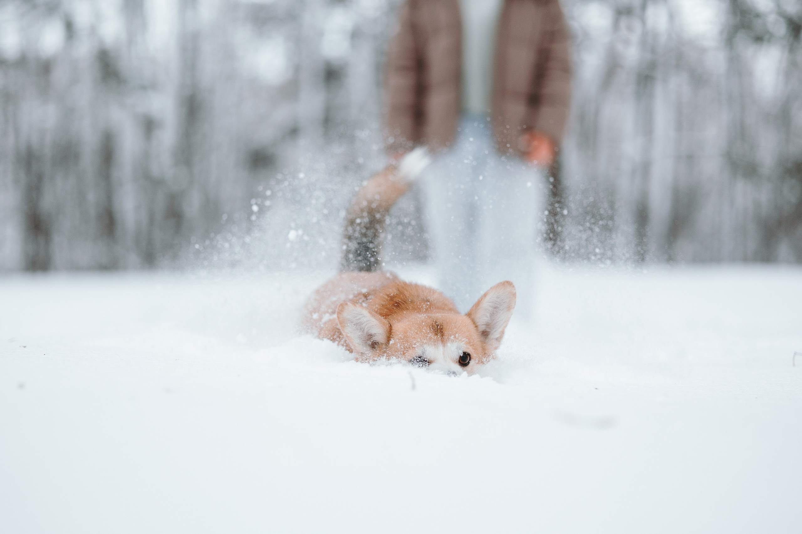 Оливка и ее семья. Фотограф — Анималист | Санкт-Петербург