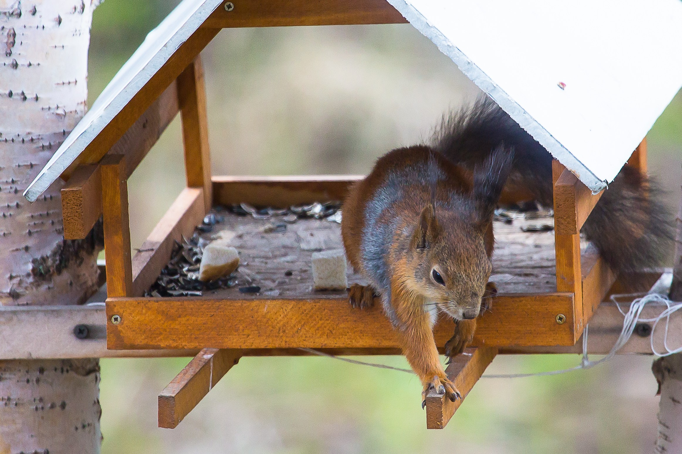 Мир растений. Пейзажи Крайнего Севера. Баренцево море, Рыбачий, Средний, Немецкий