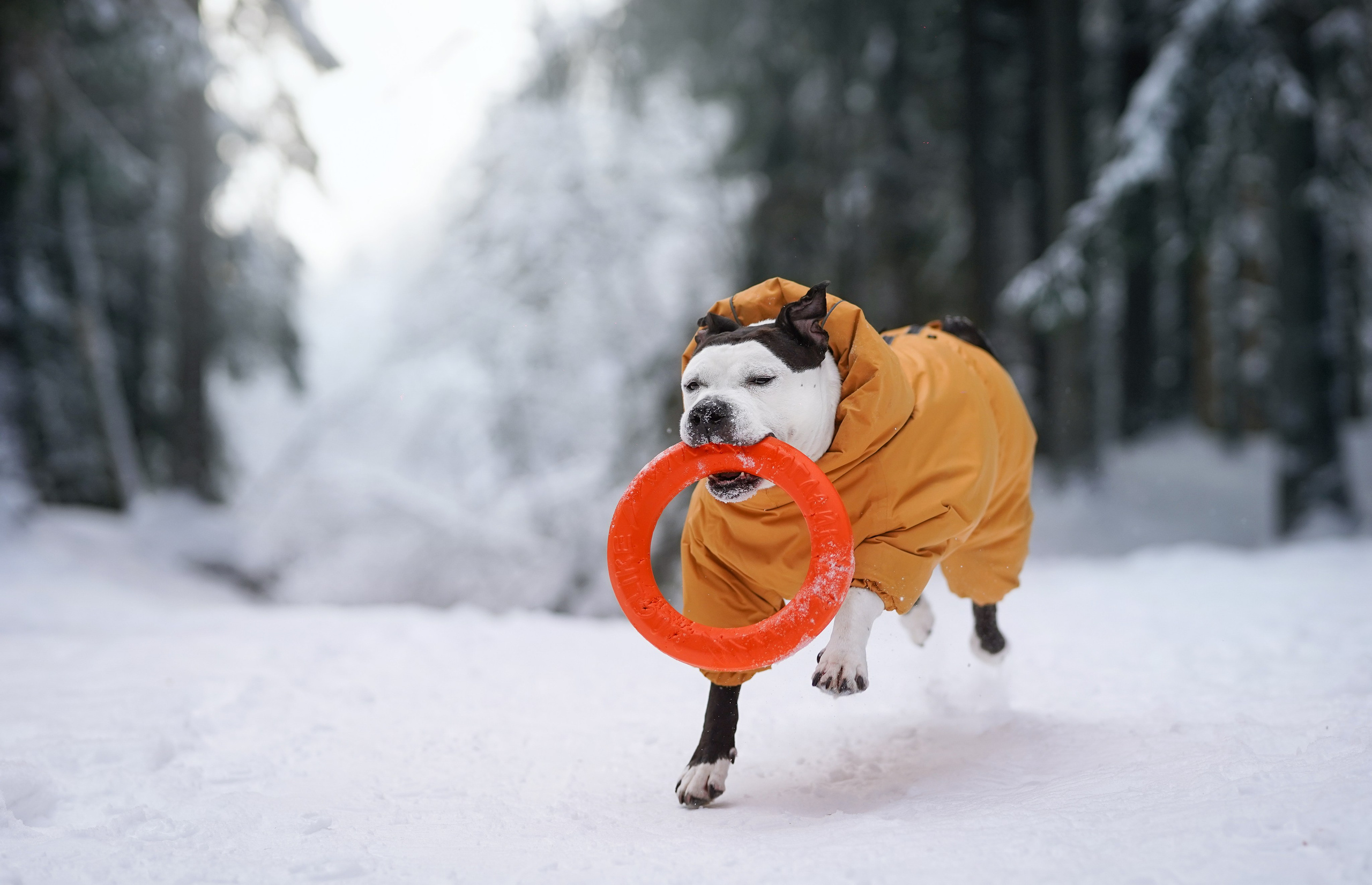 Маша Женя и Фиона. Фотограф-анималист в Санкт-Петербурге Яна Мартынова