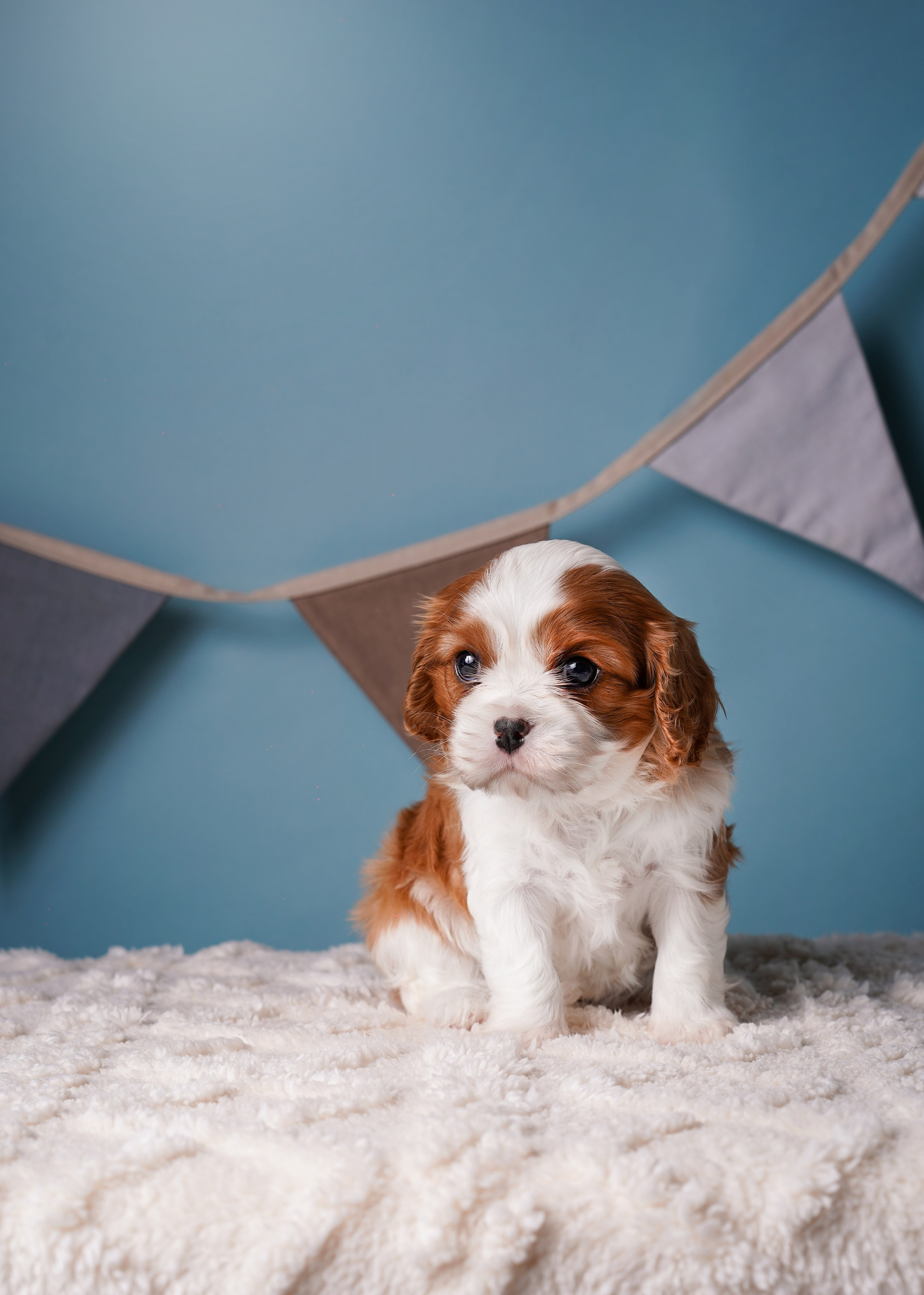 Щенки кавалера. Фотограф-анималист в Санкт-Петербурге Яна Мартынова