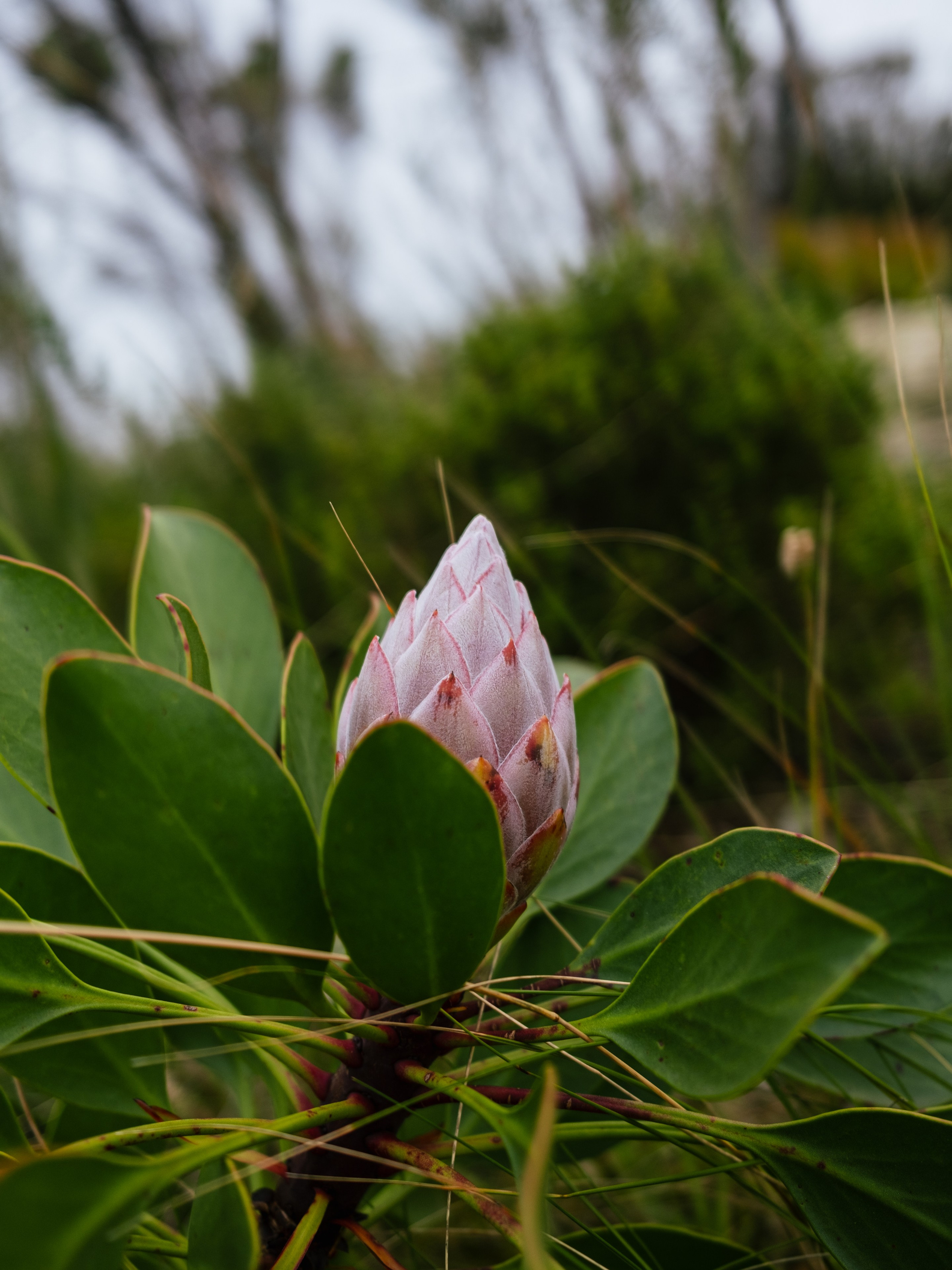 Пресеты. Асхат Бардынов