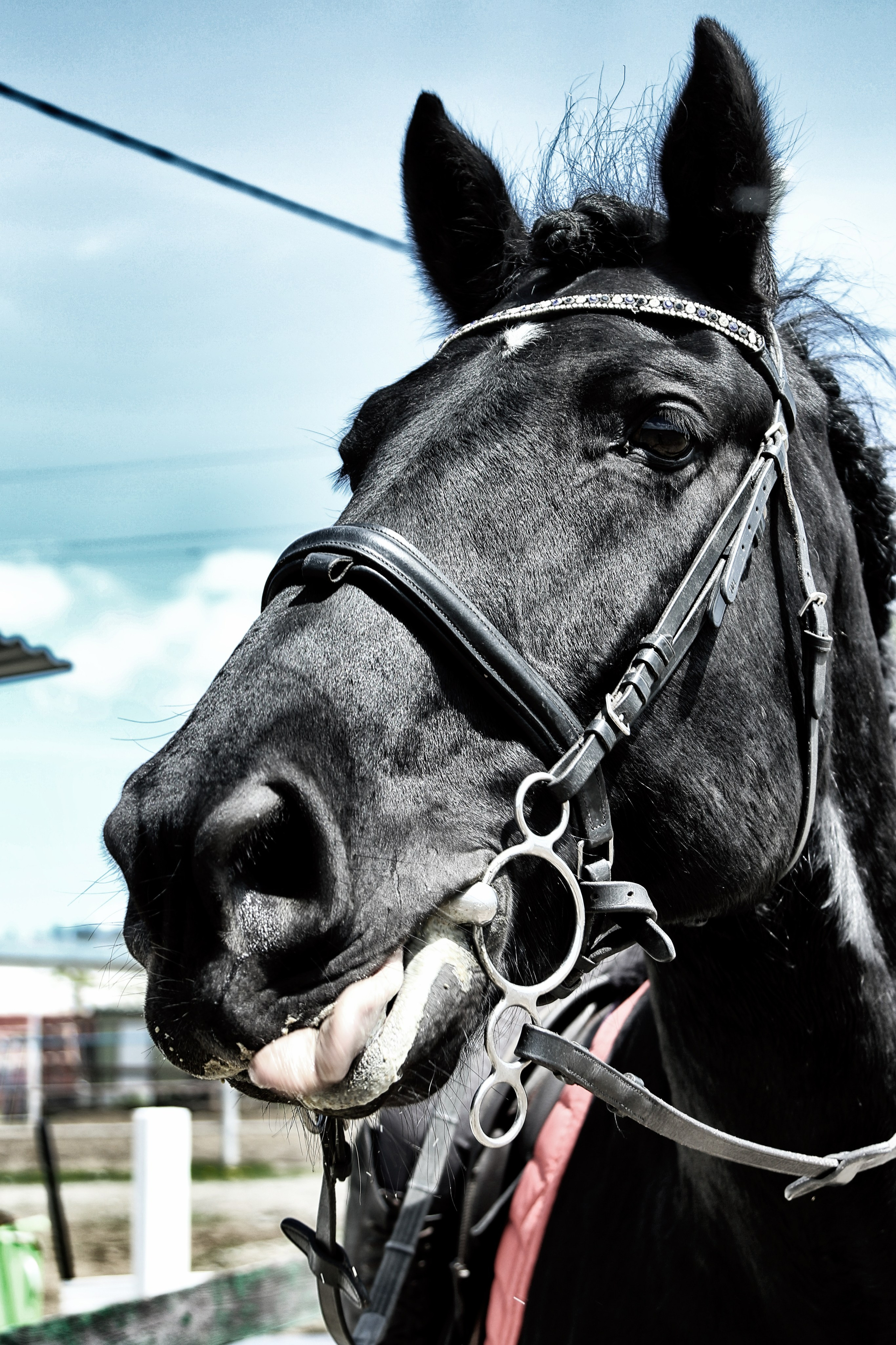 Лошади «Каскад» и «Брилиант». Алиса Томшина — Фотограф / Видеограф
