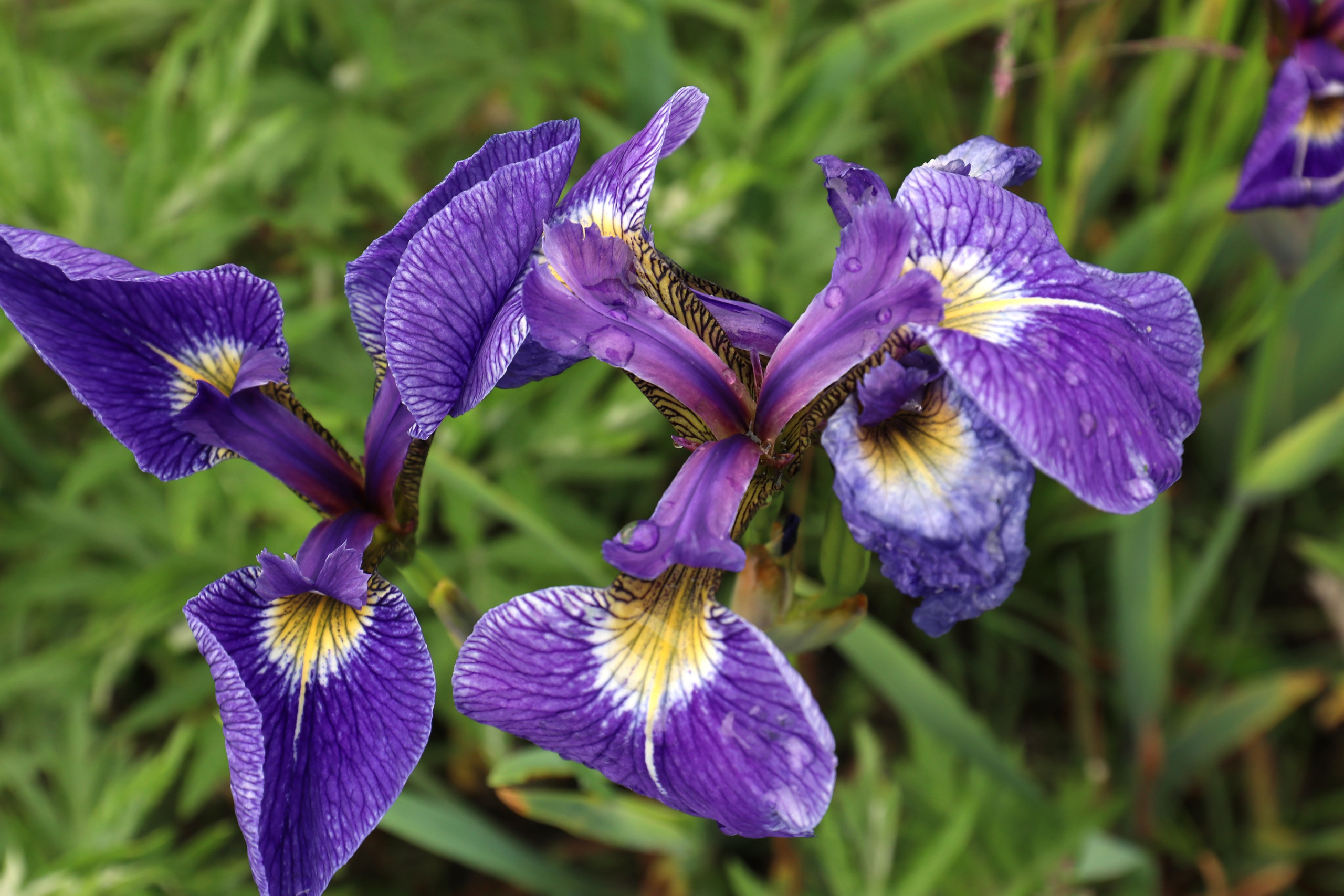 Камчатка и о. Парамушир. Июль 2024. Путешественник-фотограф из Санкт-Петербурга Татьяна Свистулина