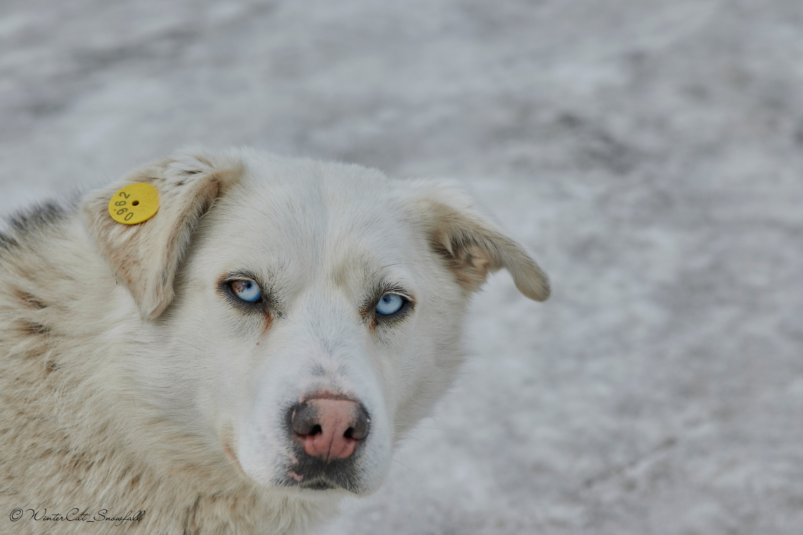 Дзяблу 30.03. Портретный и репортажный фотограф в Магадане Андрей Нефедов WinterCatPhoto