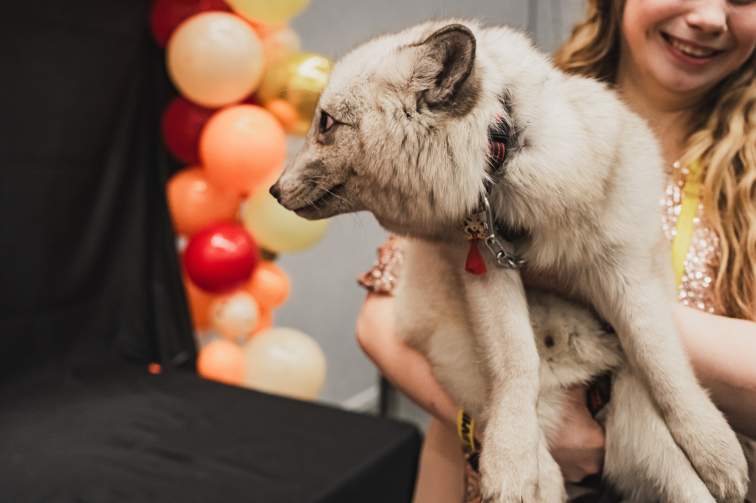 Fox Family fest. Репортажный фотограф Анастасия Рубцова