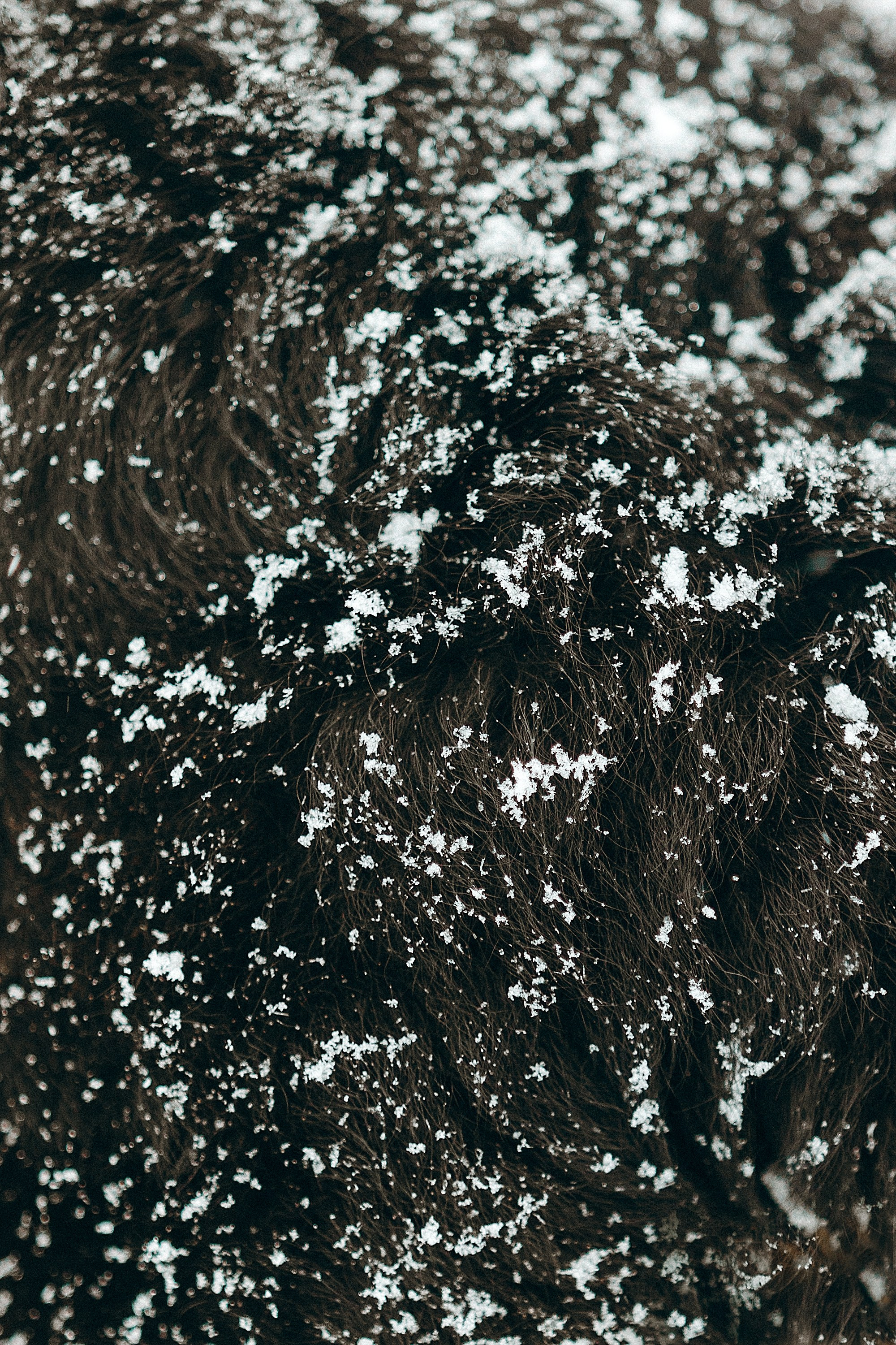 Рей со своей семьей. Фотограф. Фотограф-анималист. Москва