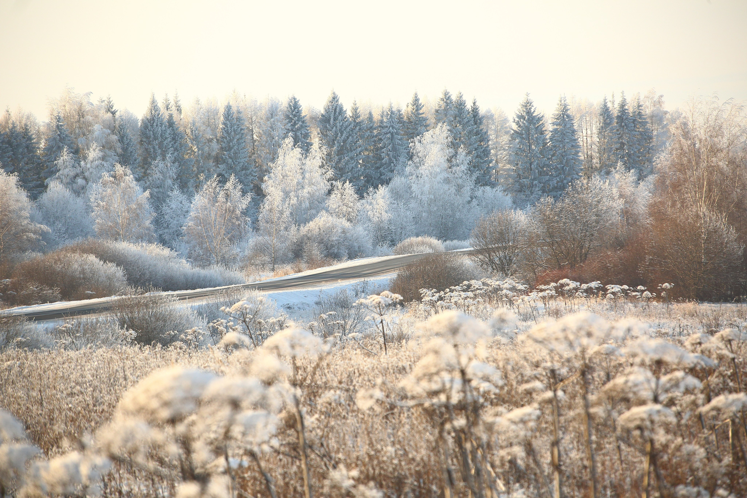Средняя полоса. Свадебный и репортажный фотограф в Ярославле и Санкт-Петербурге Роман Микрюков