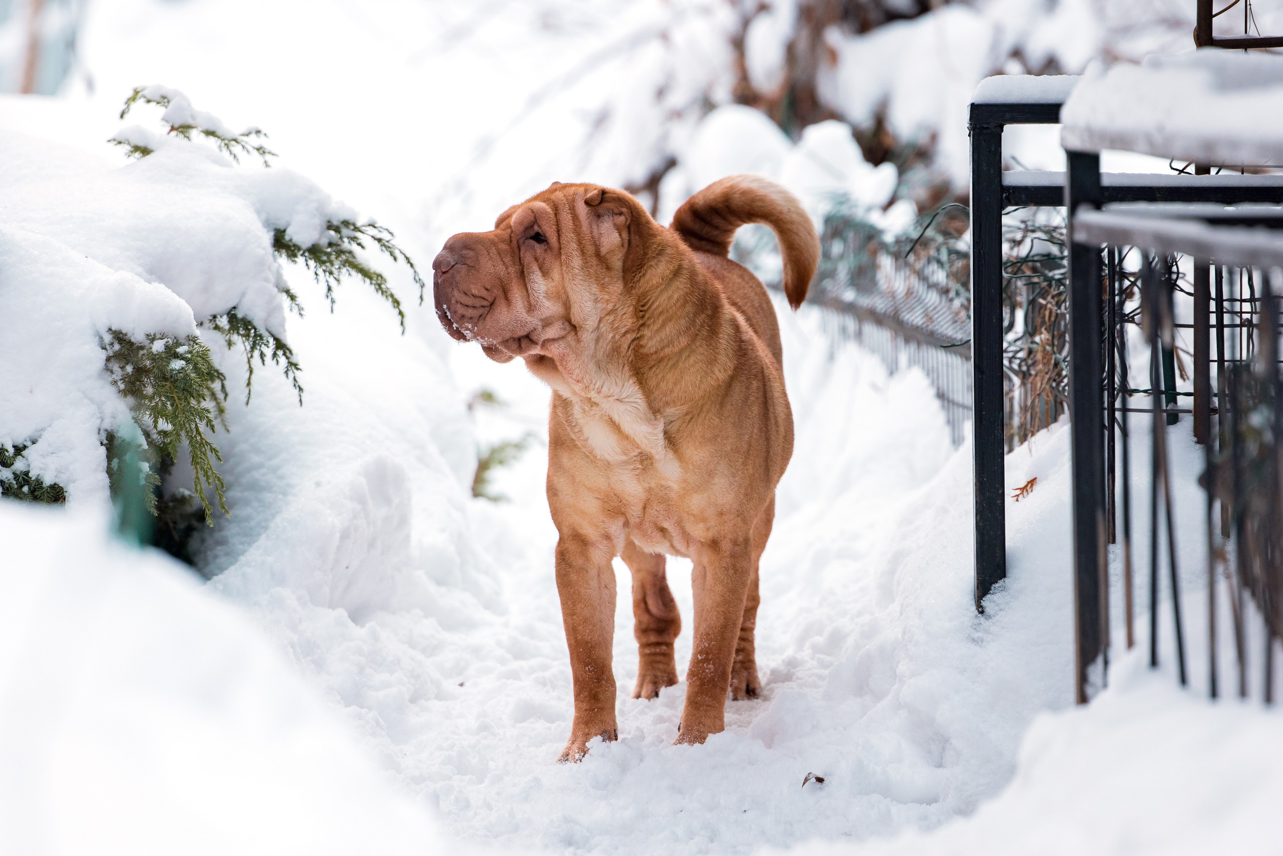 В гостях у шарпеев 16.01.2024. Фотограф-анималист Юлия Германика