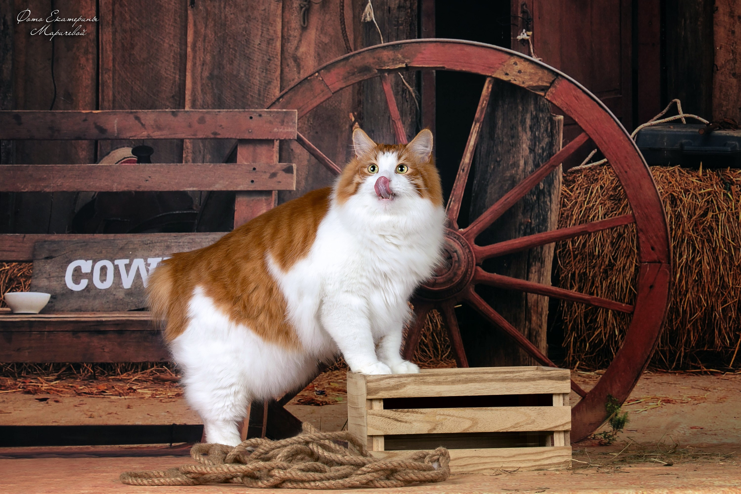 Стендовая съёмка на выставках кошек. Фотограф-анималист в Омске Екатерина Маричева