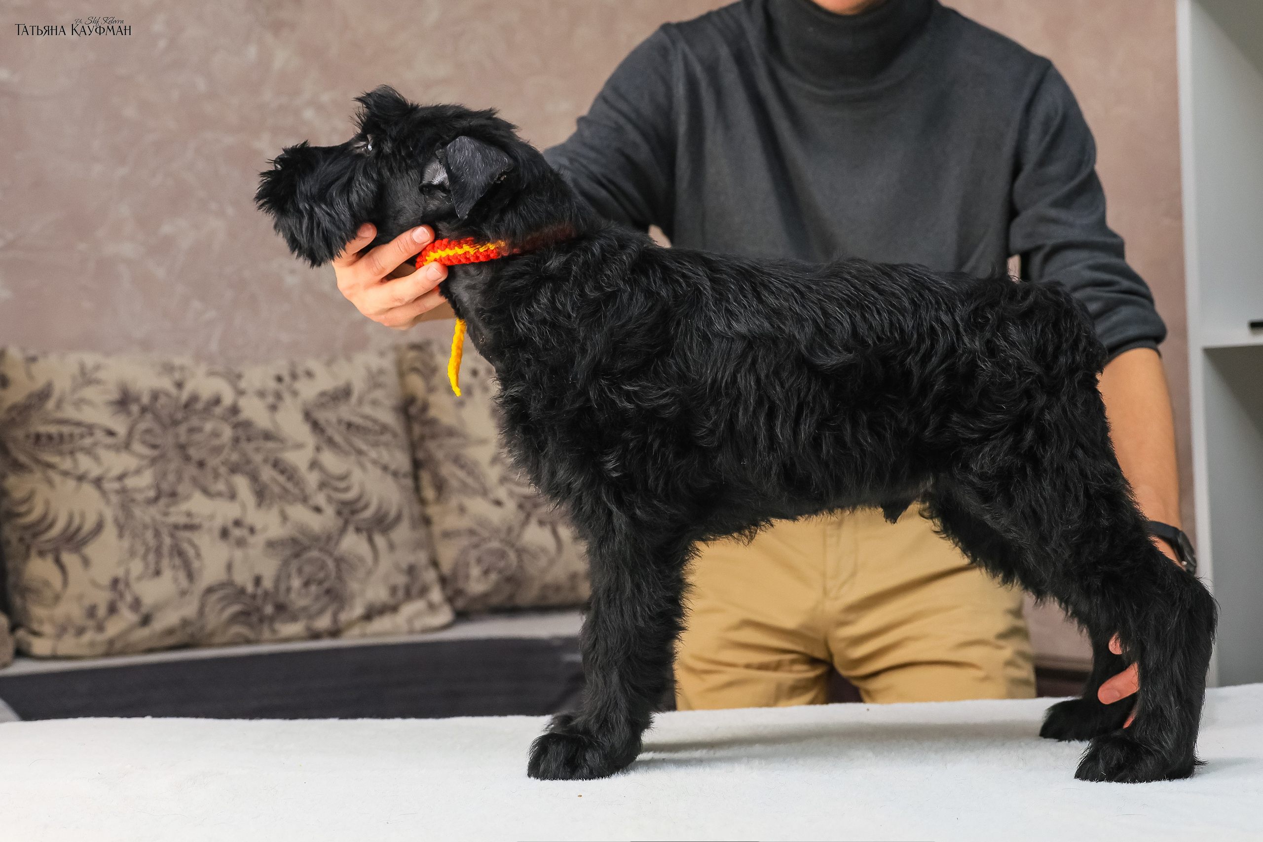 Ризеншнауцеры 2 месяца. Фотограф Анималист из Новосибирска Татьяна Кауфман
