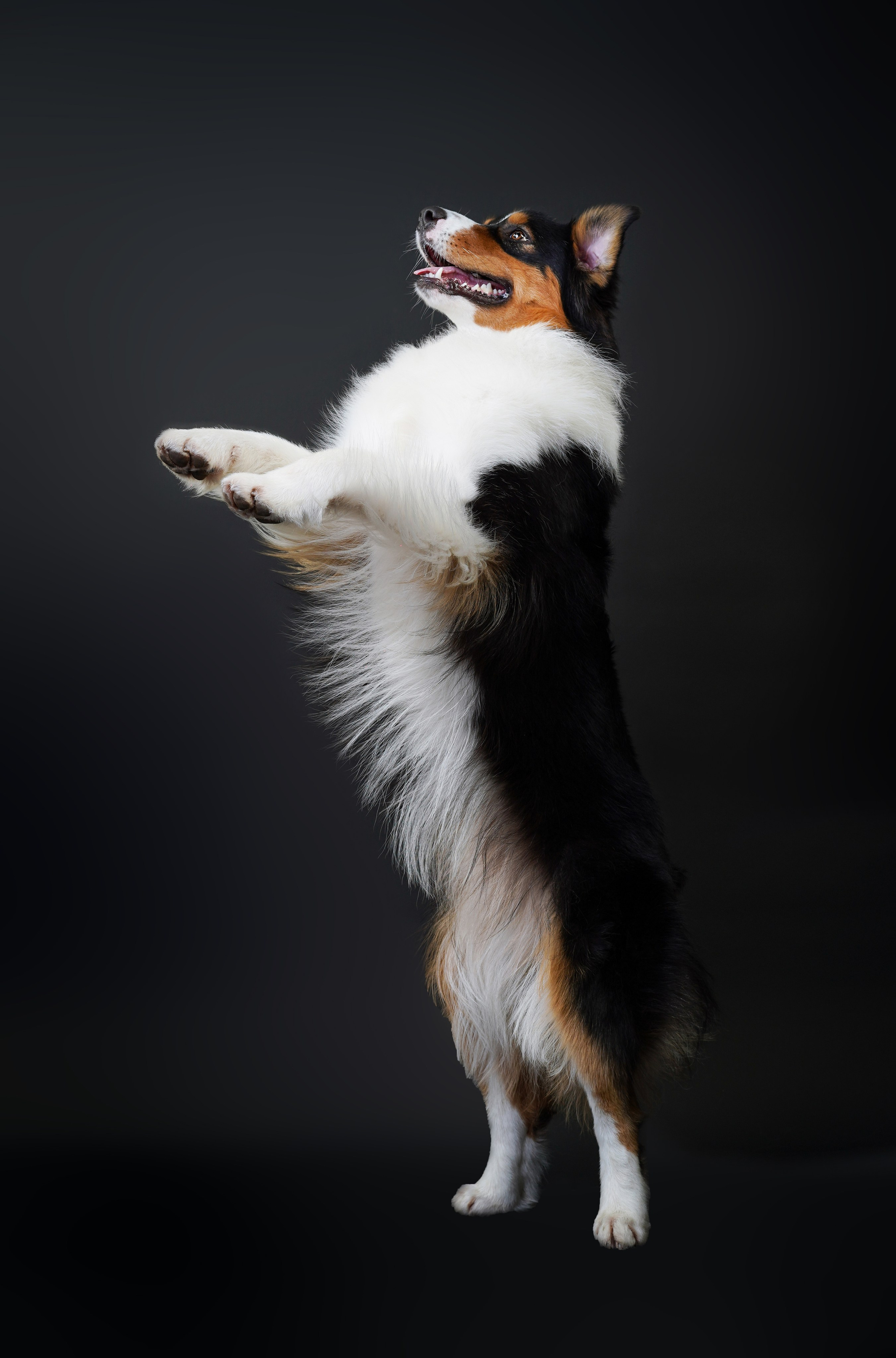 Аусси Бэст. Фотограф-анималист в Санкт-Петербурге Яна Мартынова