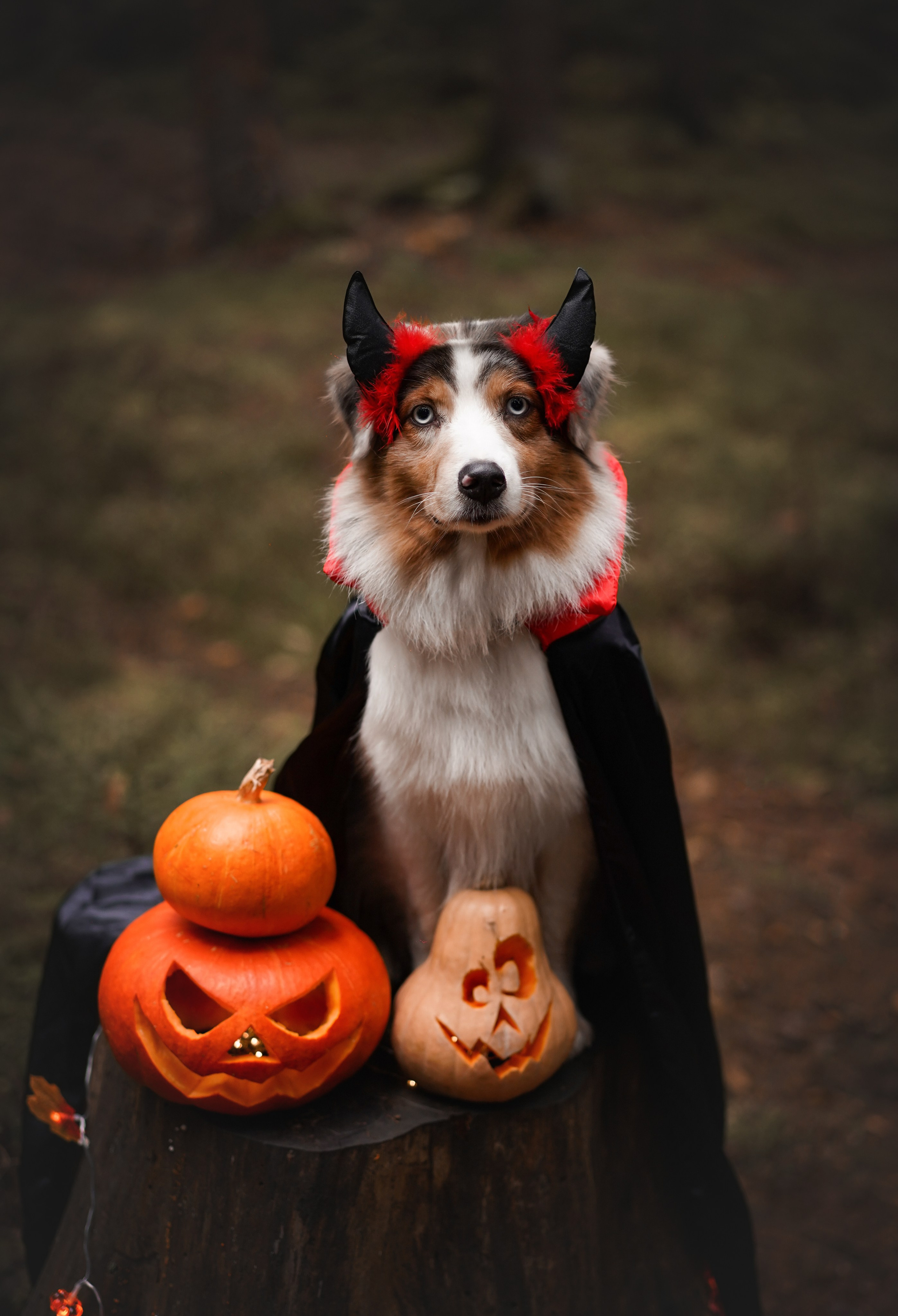 Аусси Хэллоуин 24. Фотограф-анималист в Санкт-Петербурге Яна Мартынова