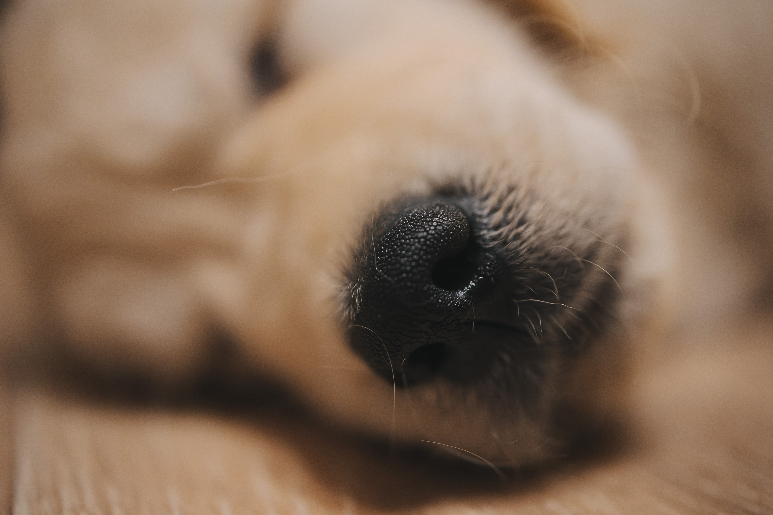 Снежик и Веста, НГ. Свадебный и женский фотограф