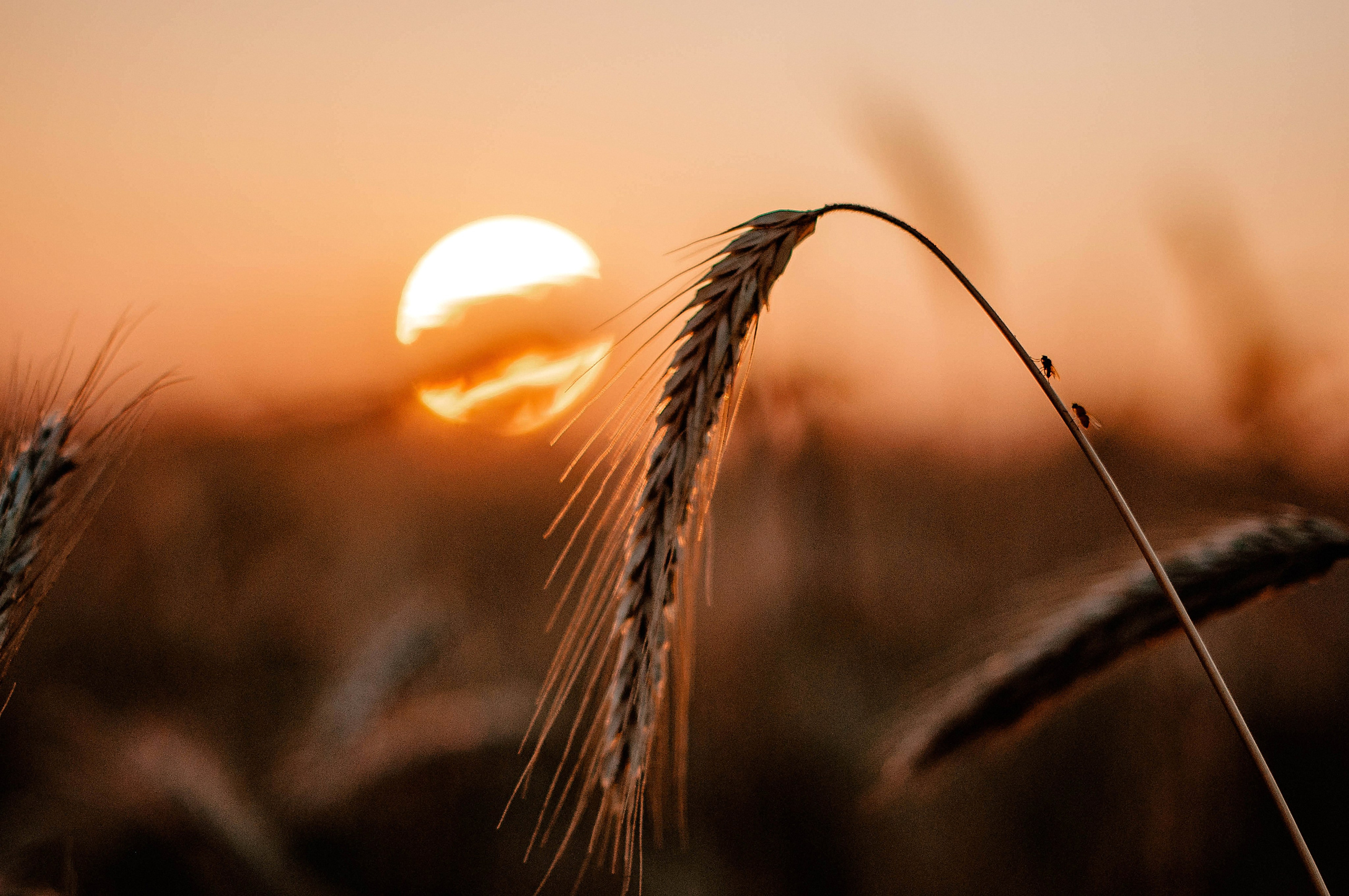 Семья. Свадебный Фотограф в Твери Анастасия Булкина