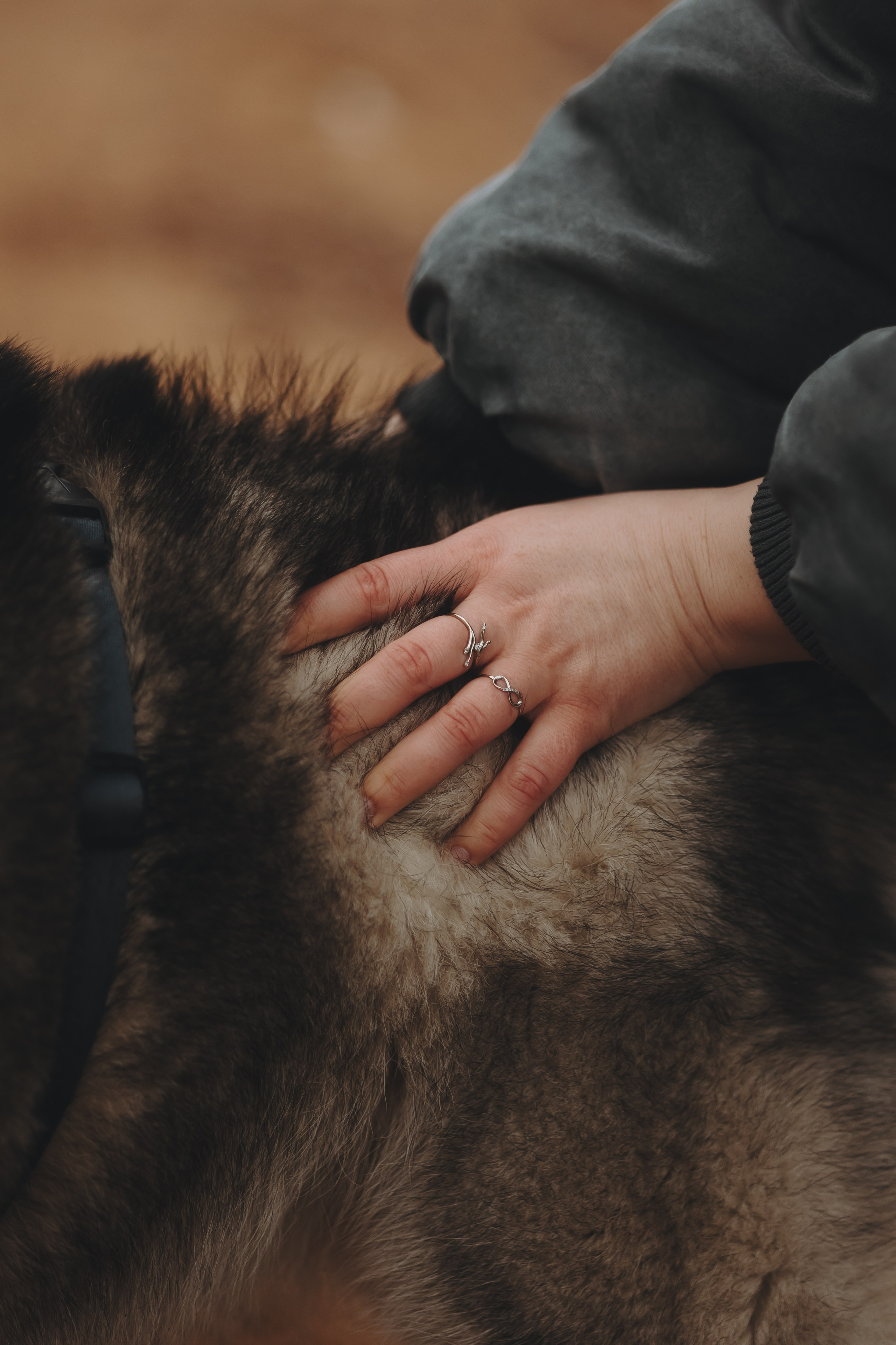 Катя, Илья и Эльза. Фотограф-анималист в Санкт-Петербурге Алина Яхонт