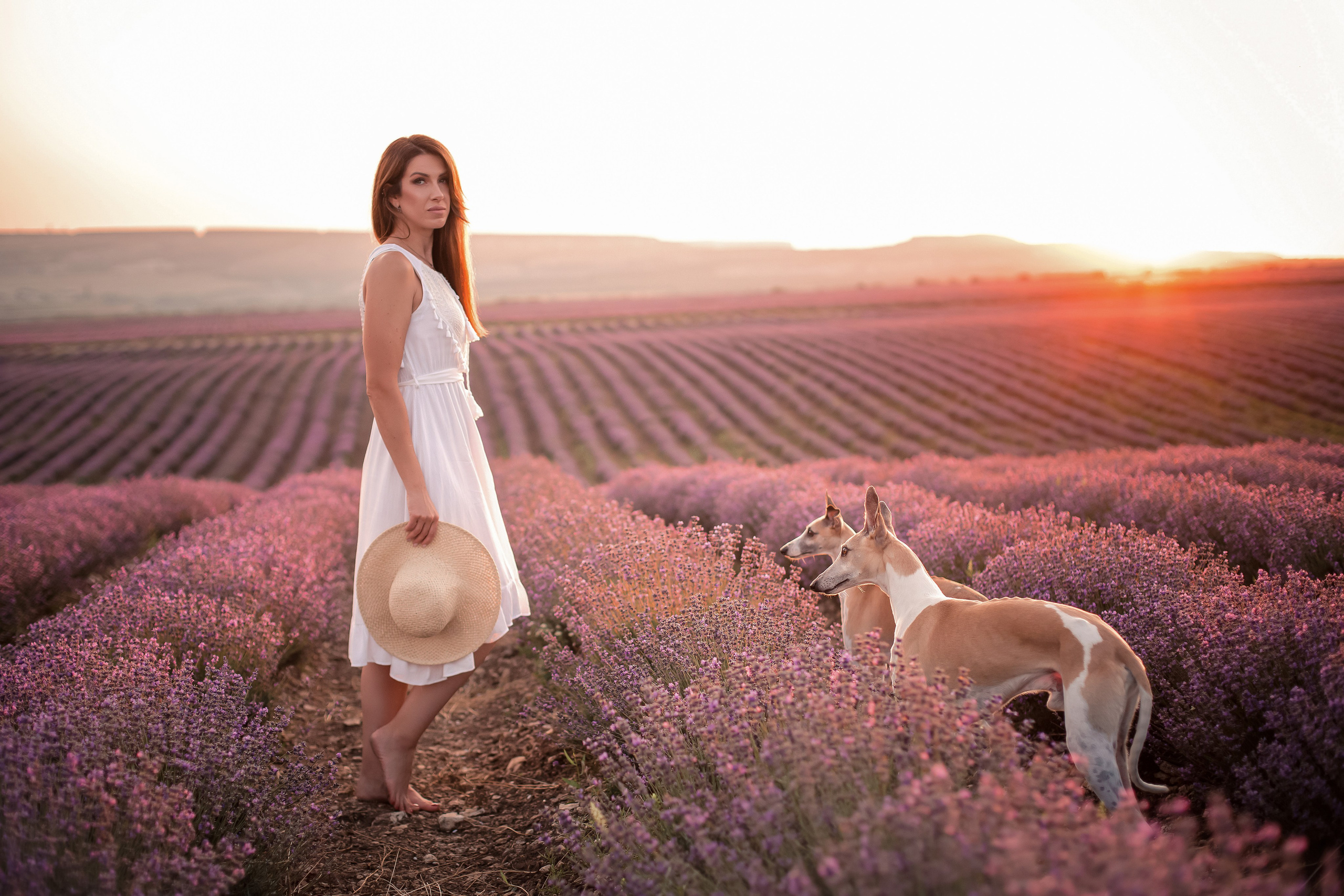 Уиппеты на лавандовом поле в Крыму. Фотограф-анималист в Краснодаре Маша Мельникова