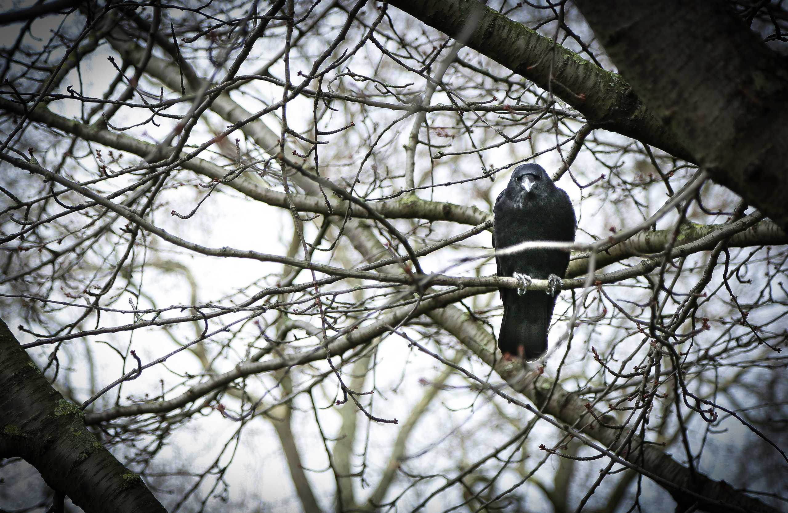 Англия: Лондон цветущий. Дарья Письменюк / Darya Leitstern — фотограф, музыкант, журналист, путешественник