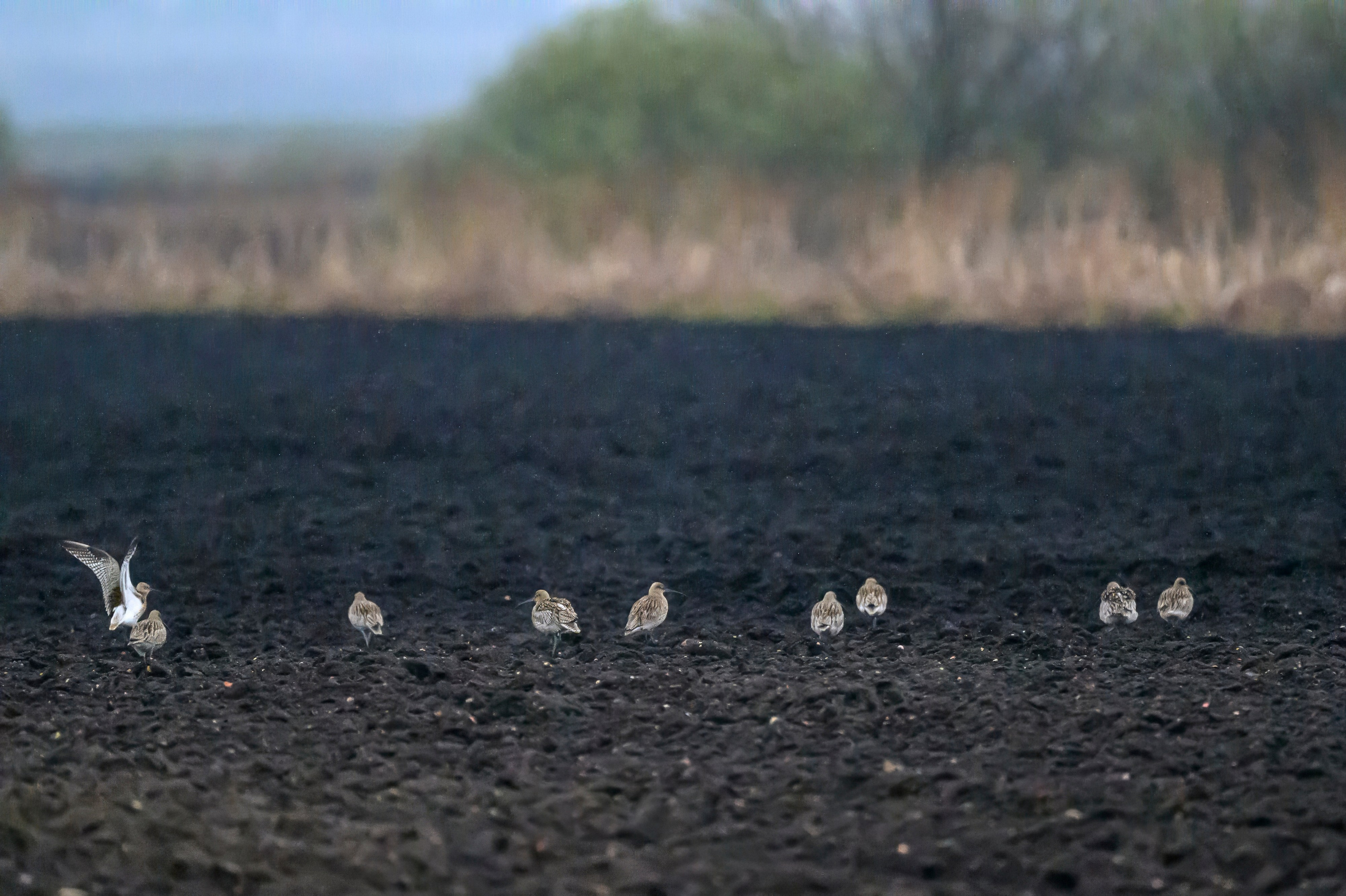 Большой кроншнеп. Фотограф Сергей Пупонин