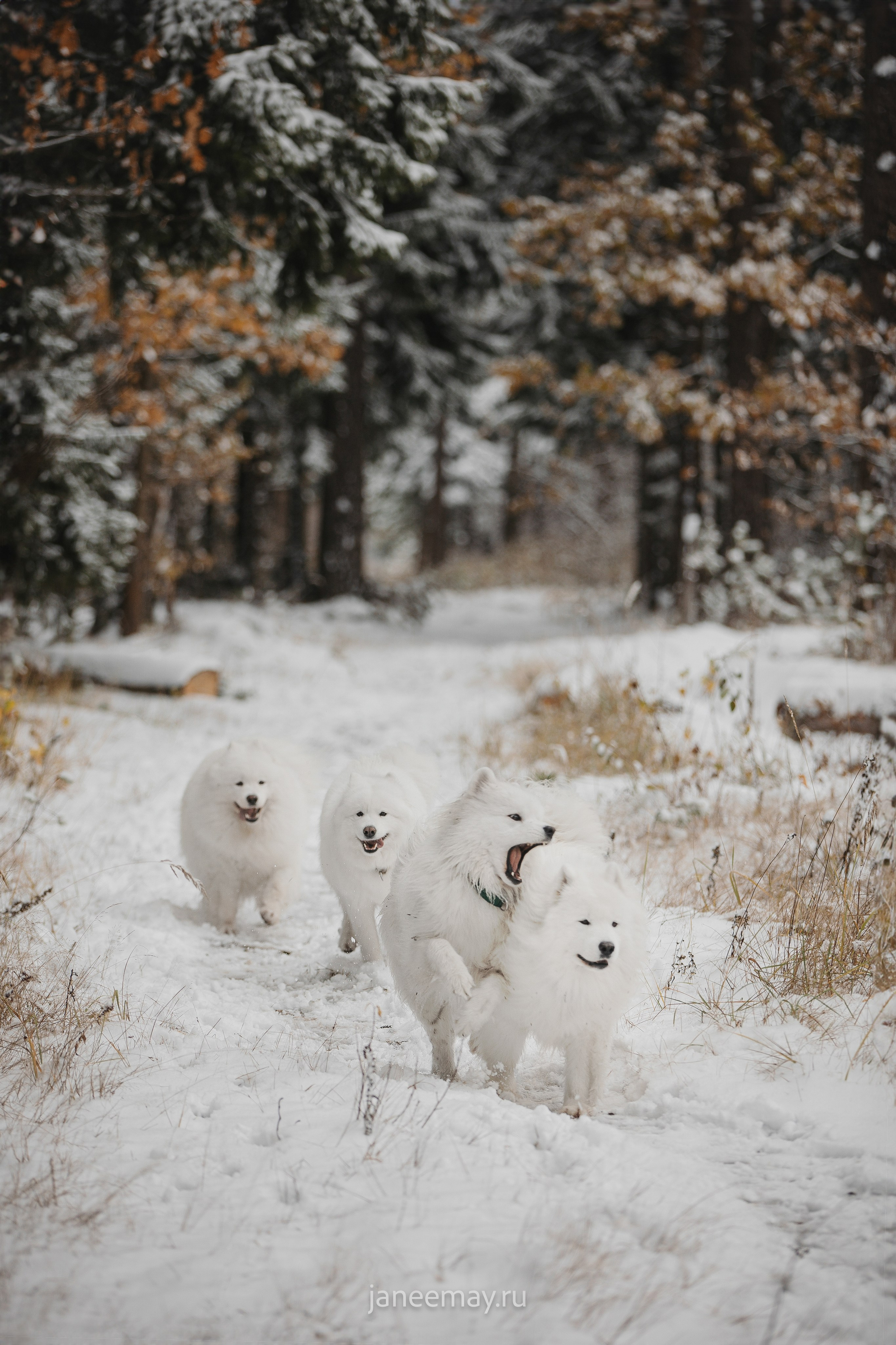 Фото собак, животных зимой. Фотограф анималист в Москве Майорова Евгения