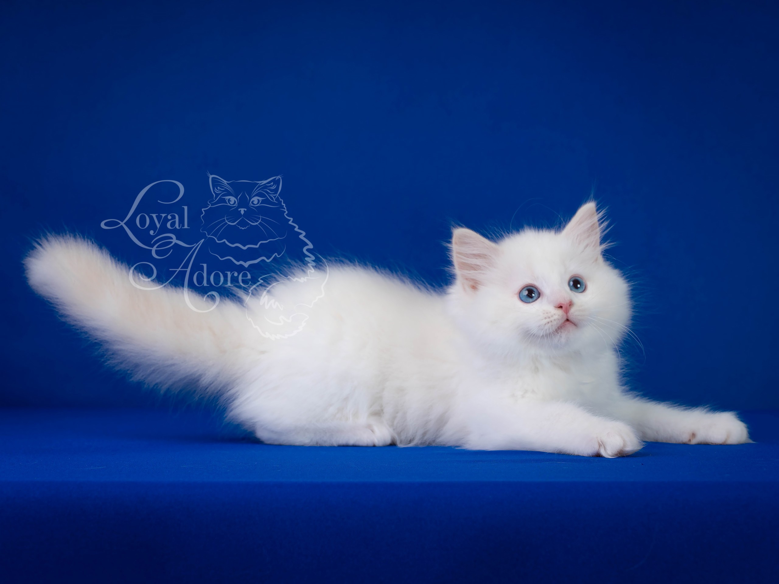 Котята рэгдолл от Loyal Adore. Питомник рэгдолл Loyal Adore