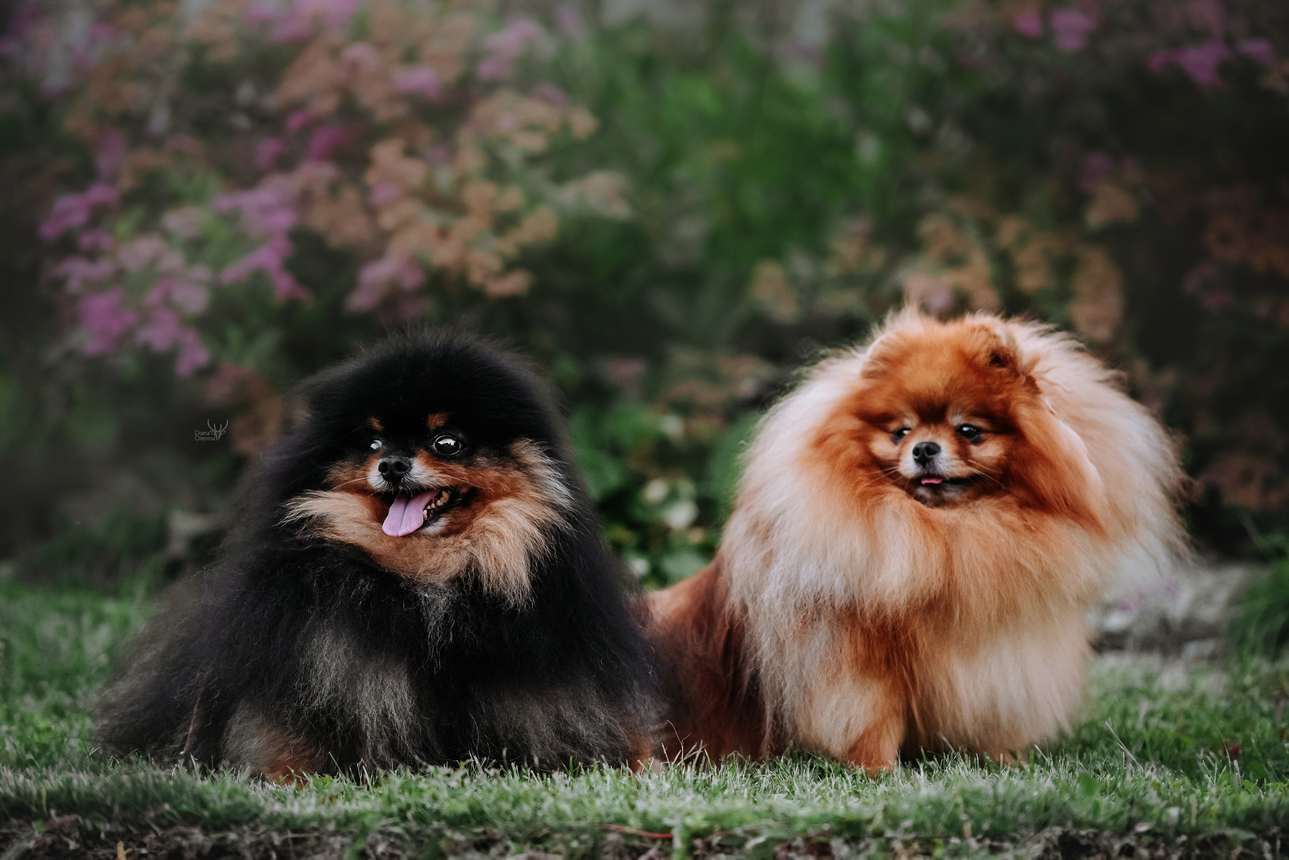 С выставок. Фотограф Диана Оленина Красноярск / Братск