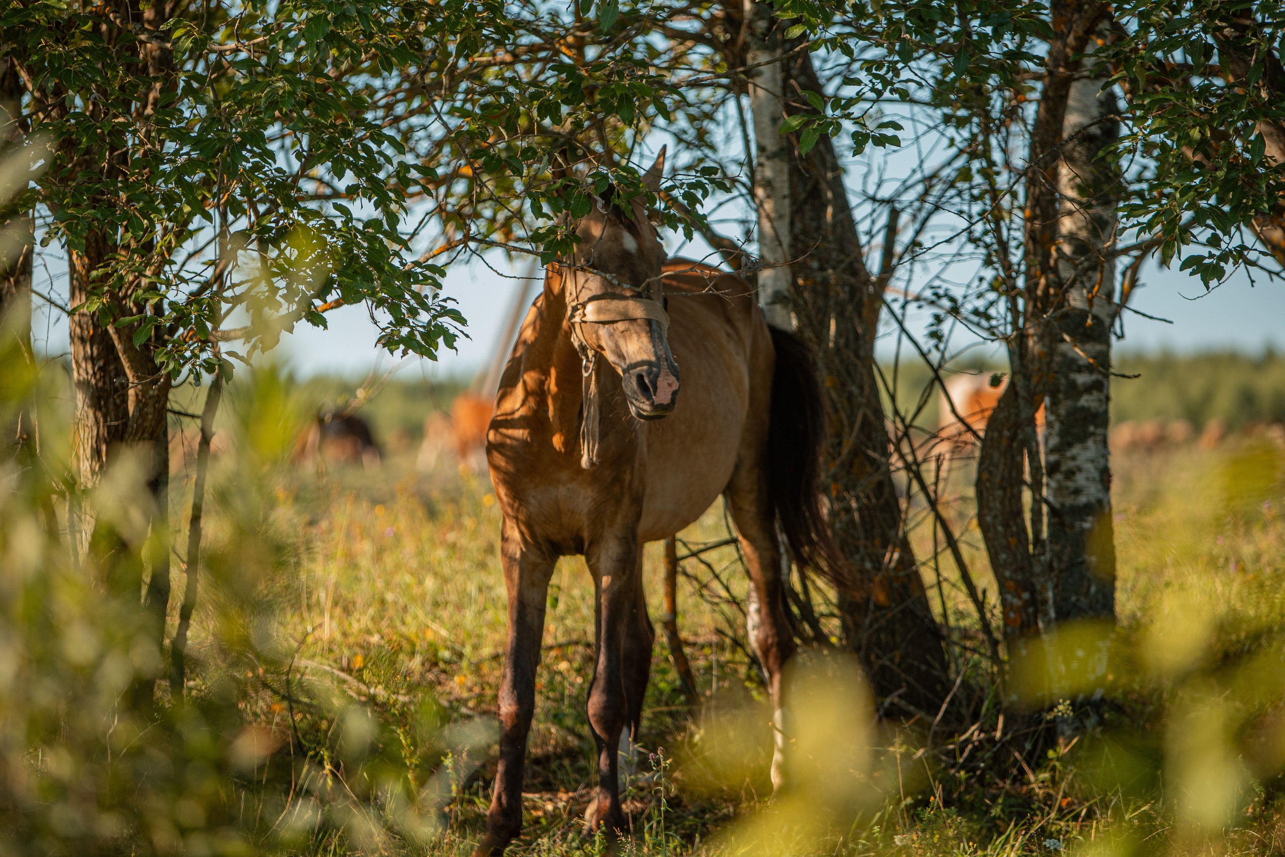 Село Тимирязево, Лухский район. Фотограф Сергей Ловкий