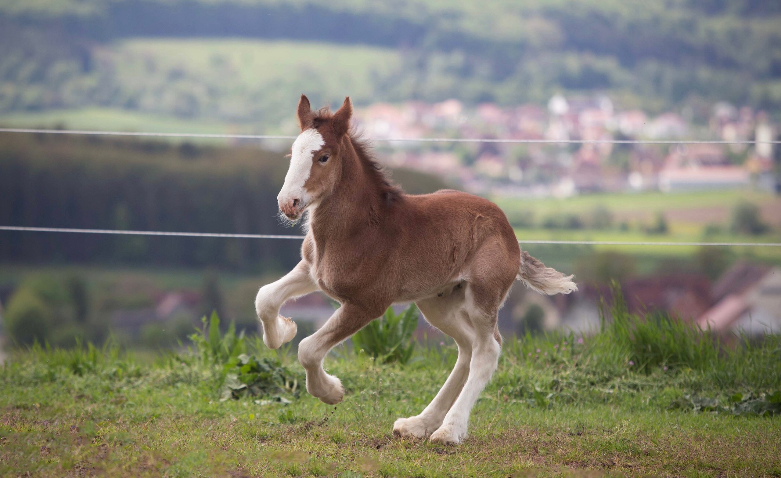 Lille Valley’s Chloé. CLYDESDALE HOUSE