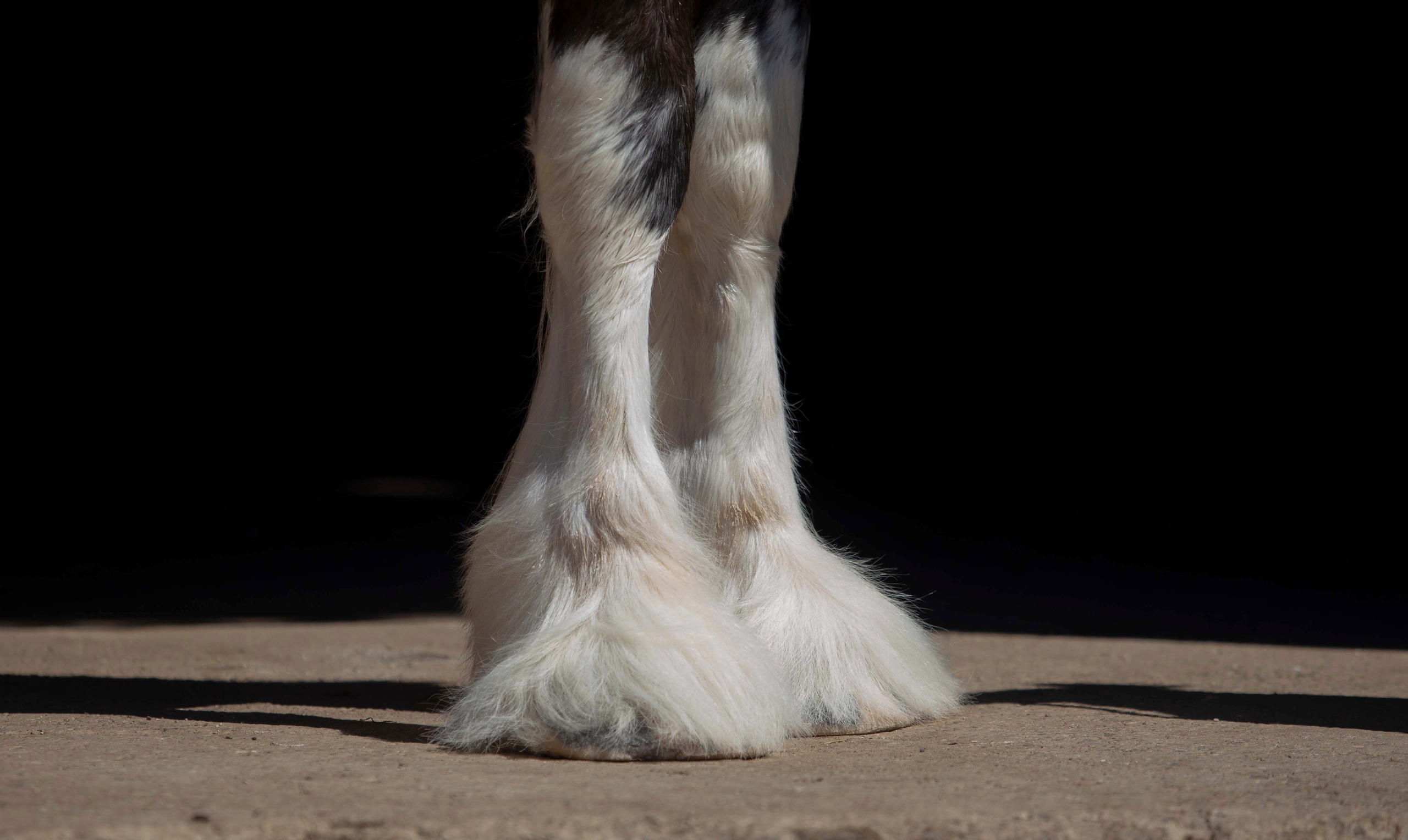 Towerview Blue Print. CLYDESDALE HOUSE