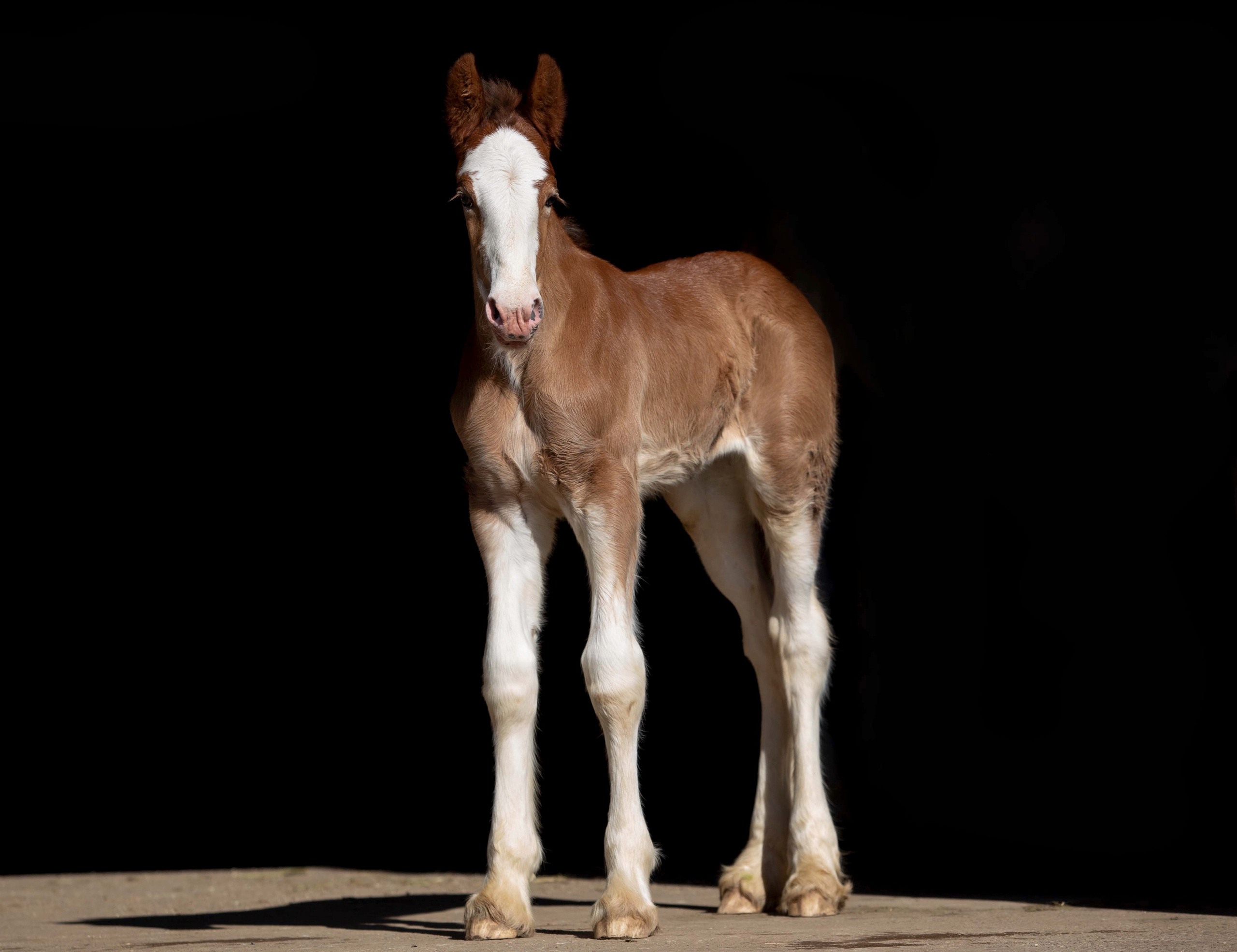Lille Valley’s Chloé. CLYDESDALE HOUSE