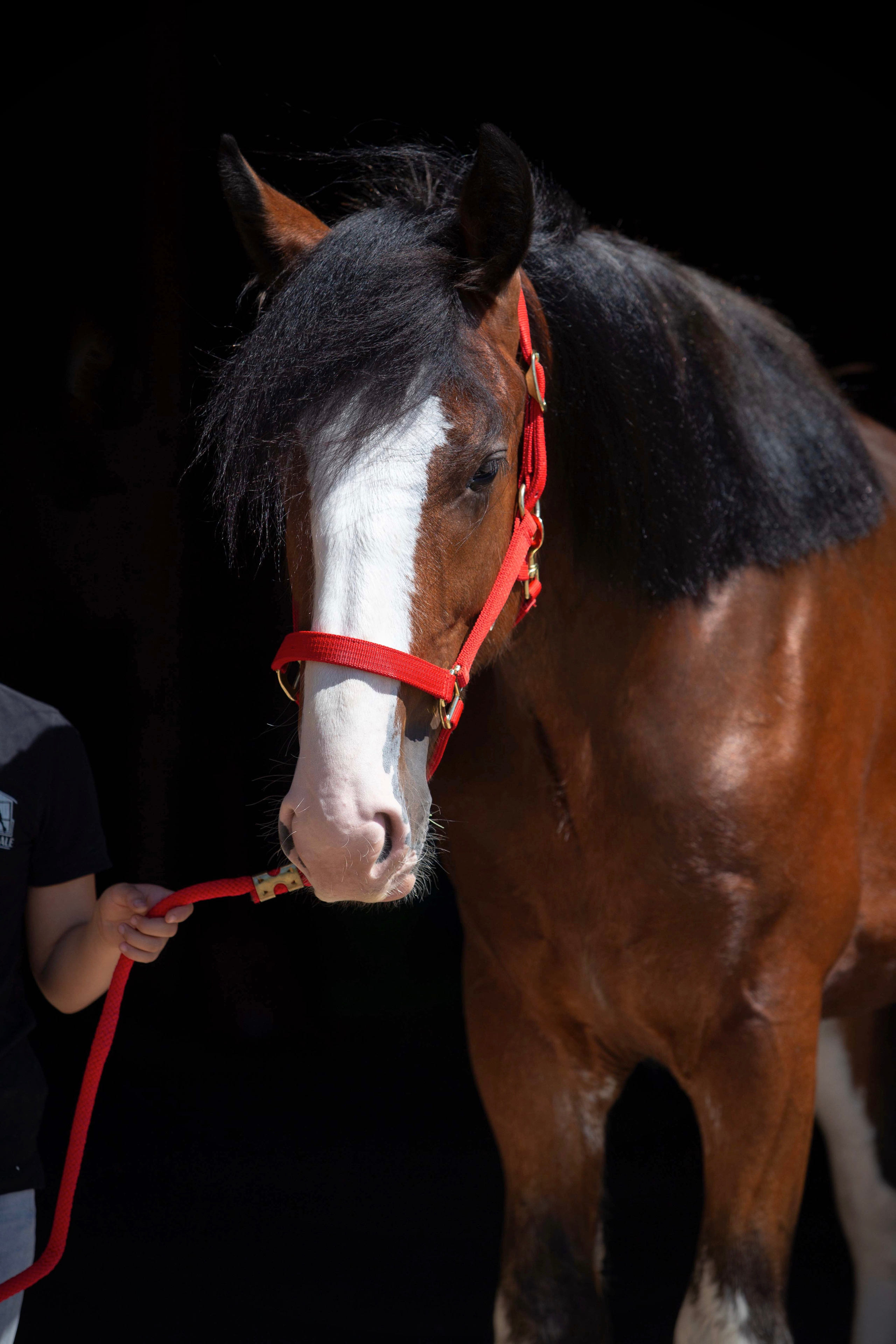 Towerview Blue Print. CLYDESDALE HOUSE