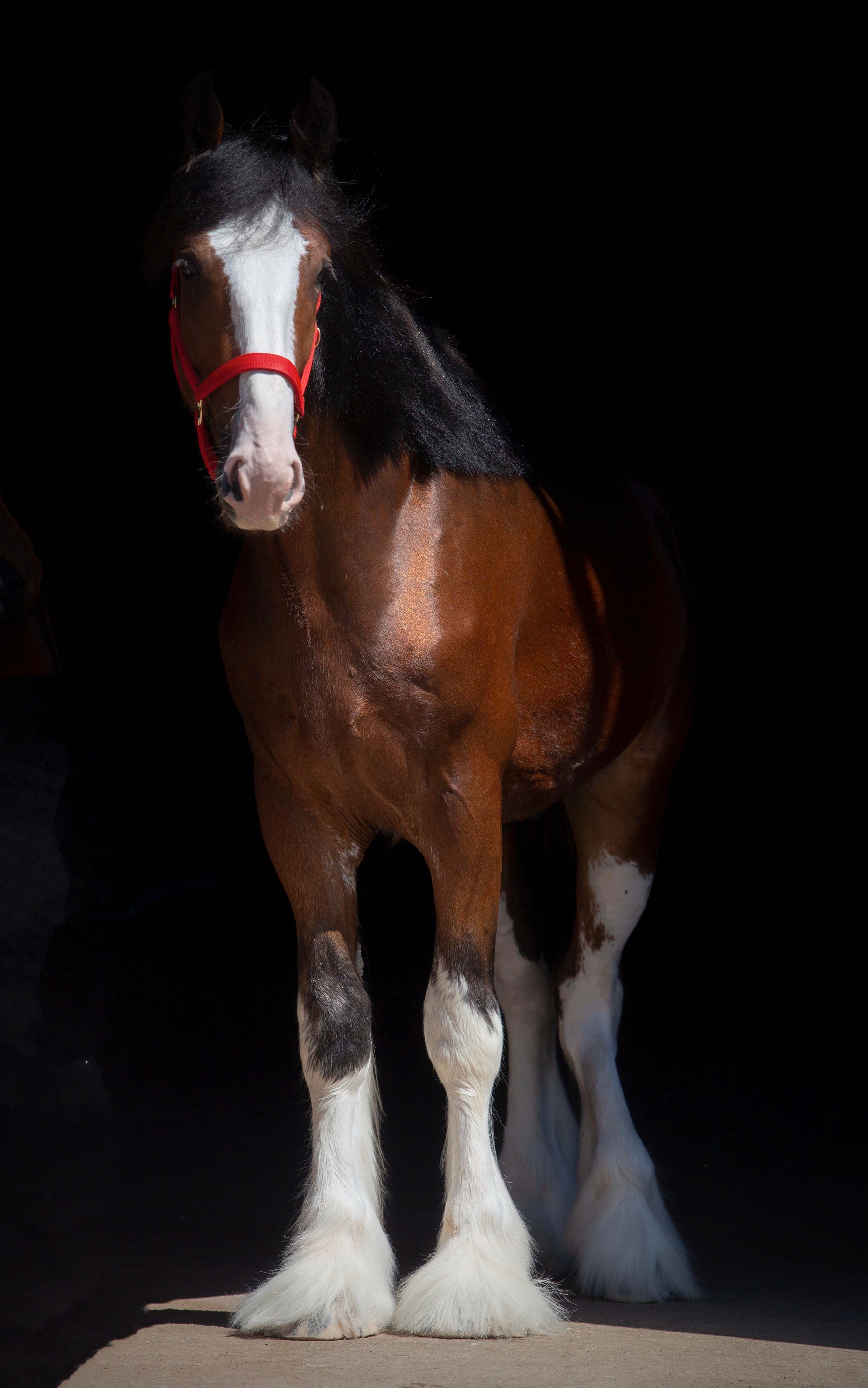 Towerview Blue Print. CLYDESDALE HOUSE