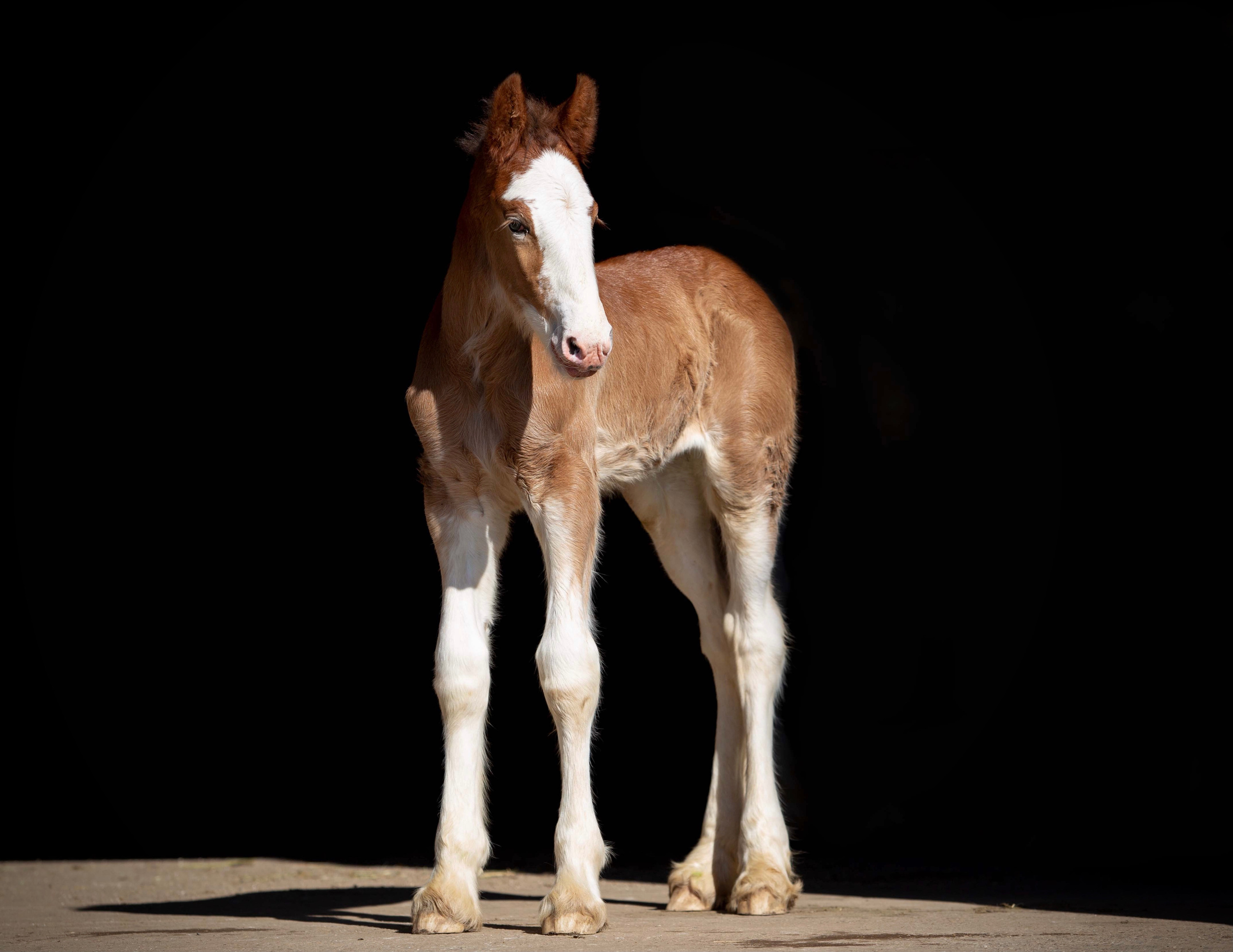 Lille Valley’s Chloé. CLYDESDALE HOUSE