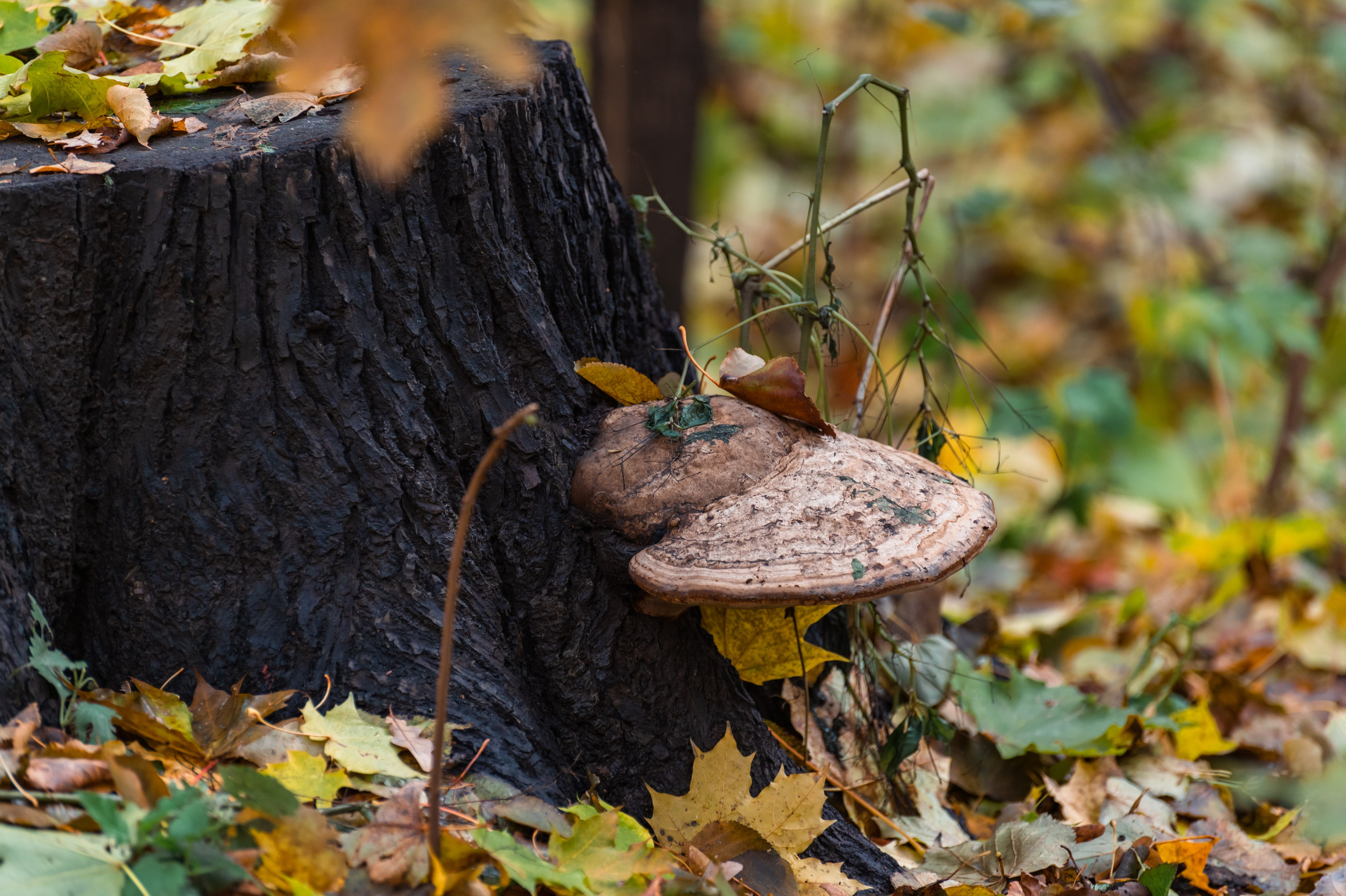 20231031 Нескучный сад. Дмитрий Ремизов. Фотография, как хобби