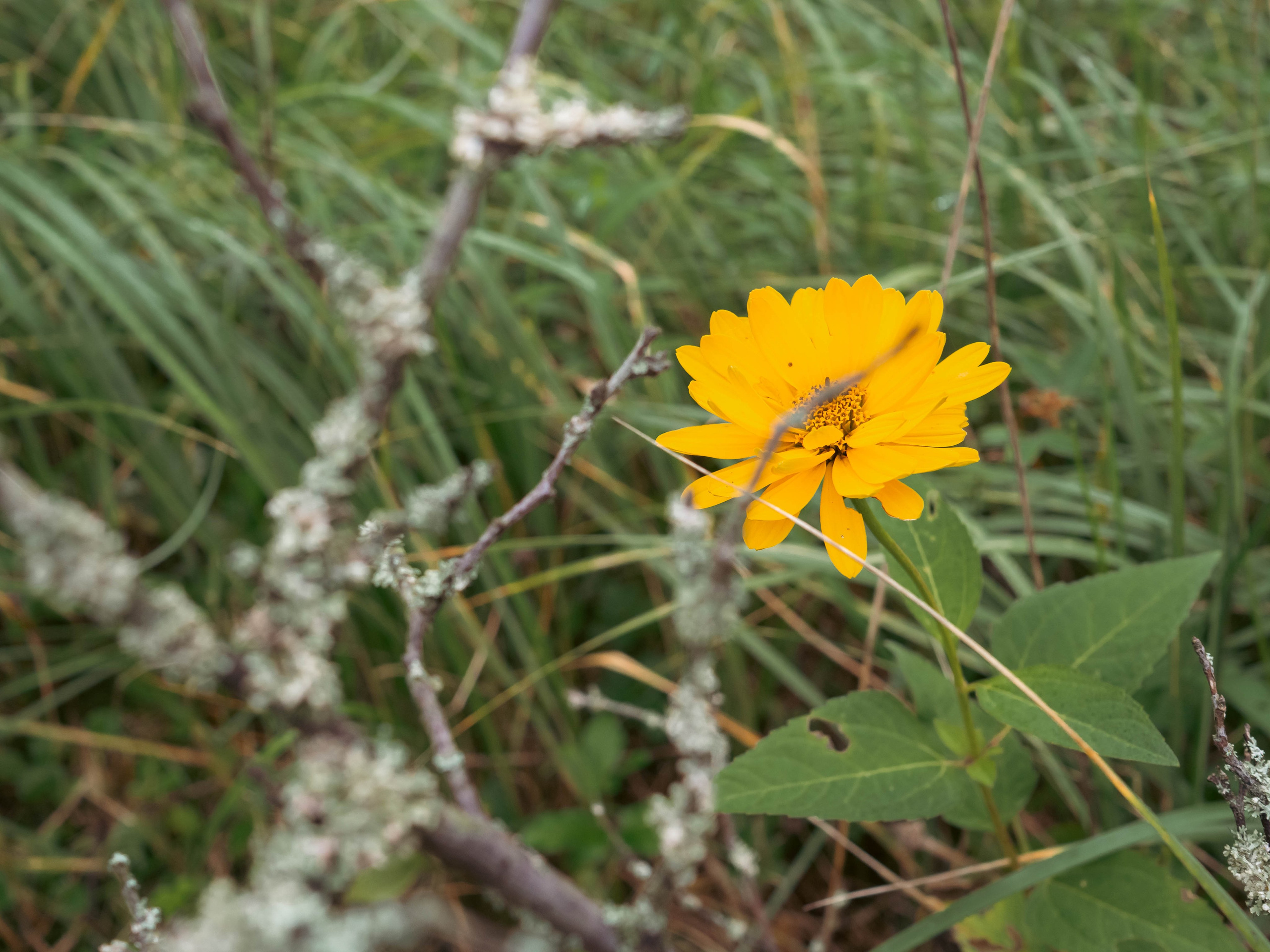 20230916 Дача. Дмитрий Ремизов. Фотография, как хобби
