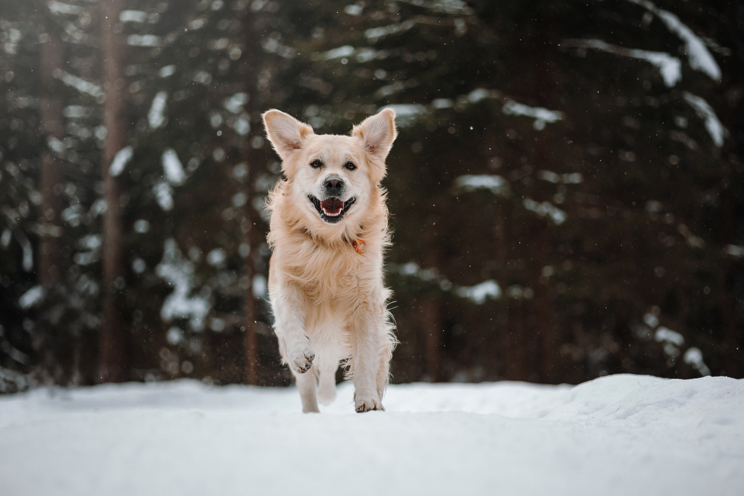 Вика и Лёва. Фотограф — Анималист | Санкт-Петербург