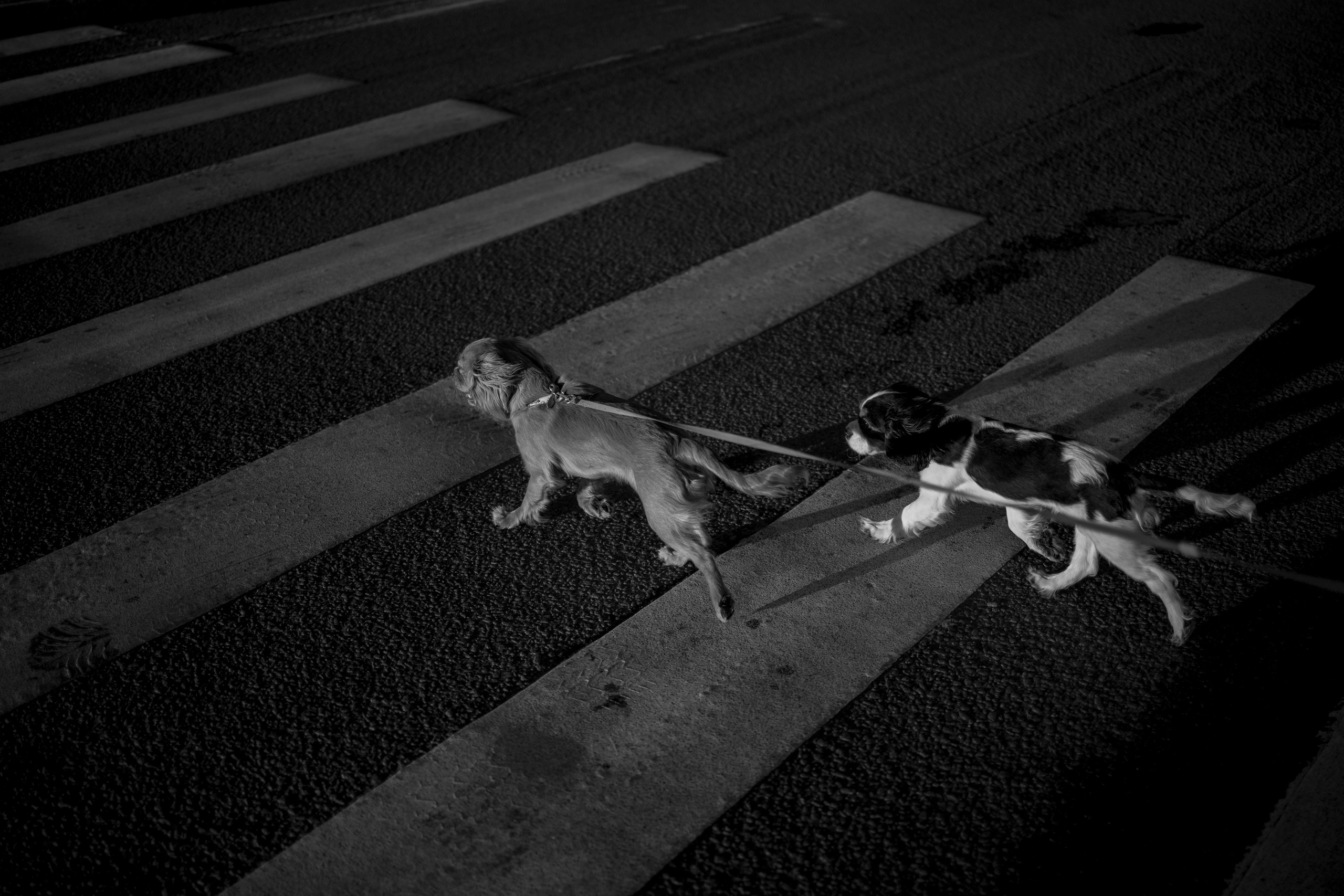 Аня, Стеша и Степан. Фотограф — Анималист | Санкт-Петербург