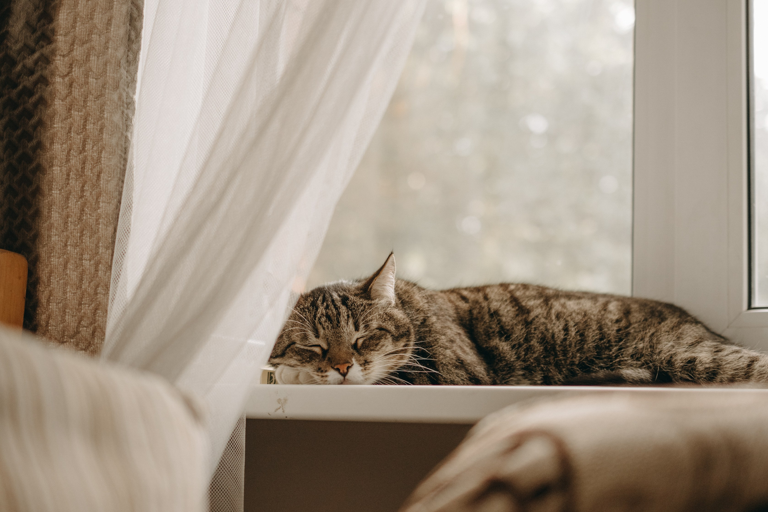 Софа и ее хвостики. Фотограф — Анималист | Санкт-Петербург