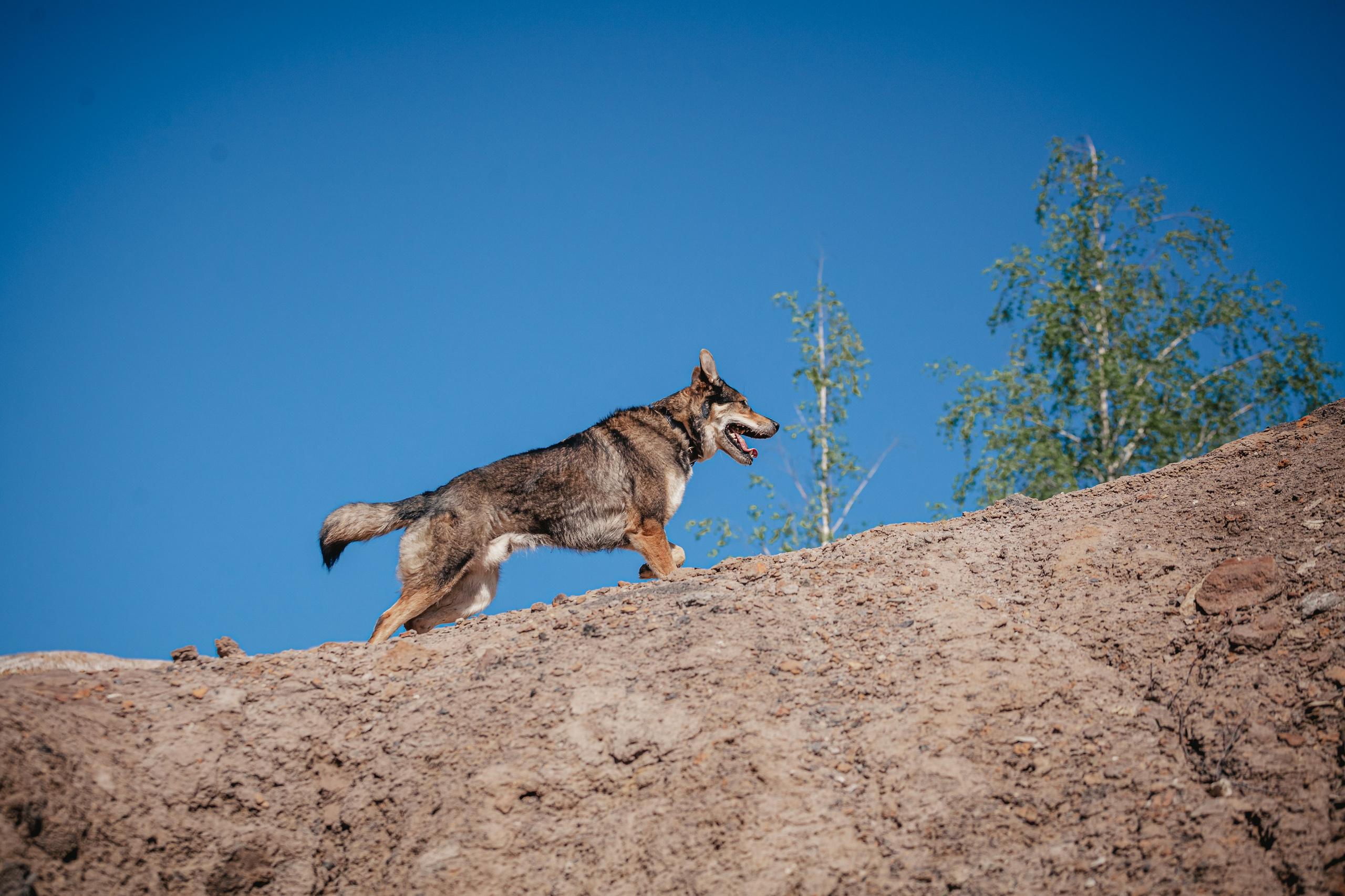 Кондуки. Фотограф-анималист Татьяна Степанова