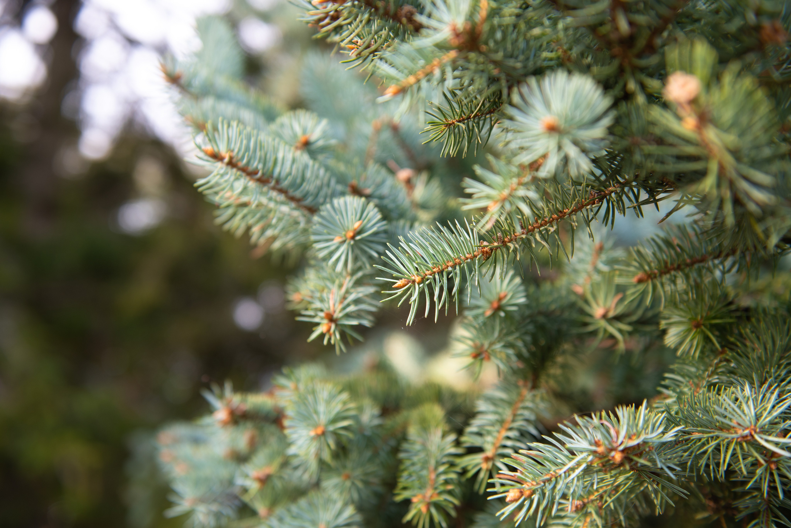 Великий Новгород. Портретный и архитектурный фотограф в Москве и Санкт-Петербурге