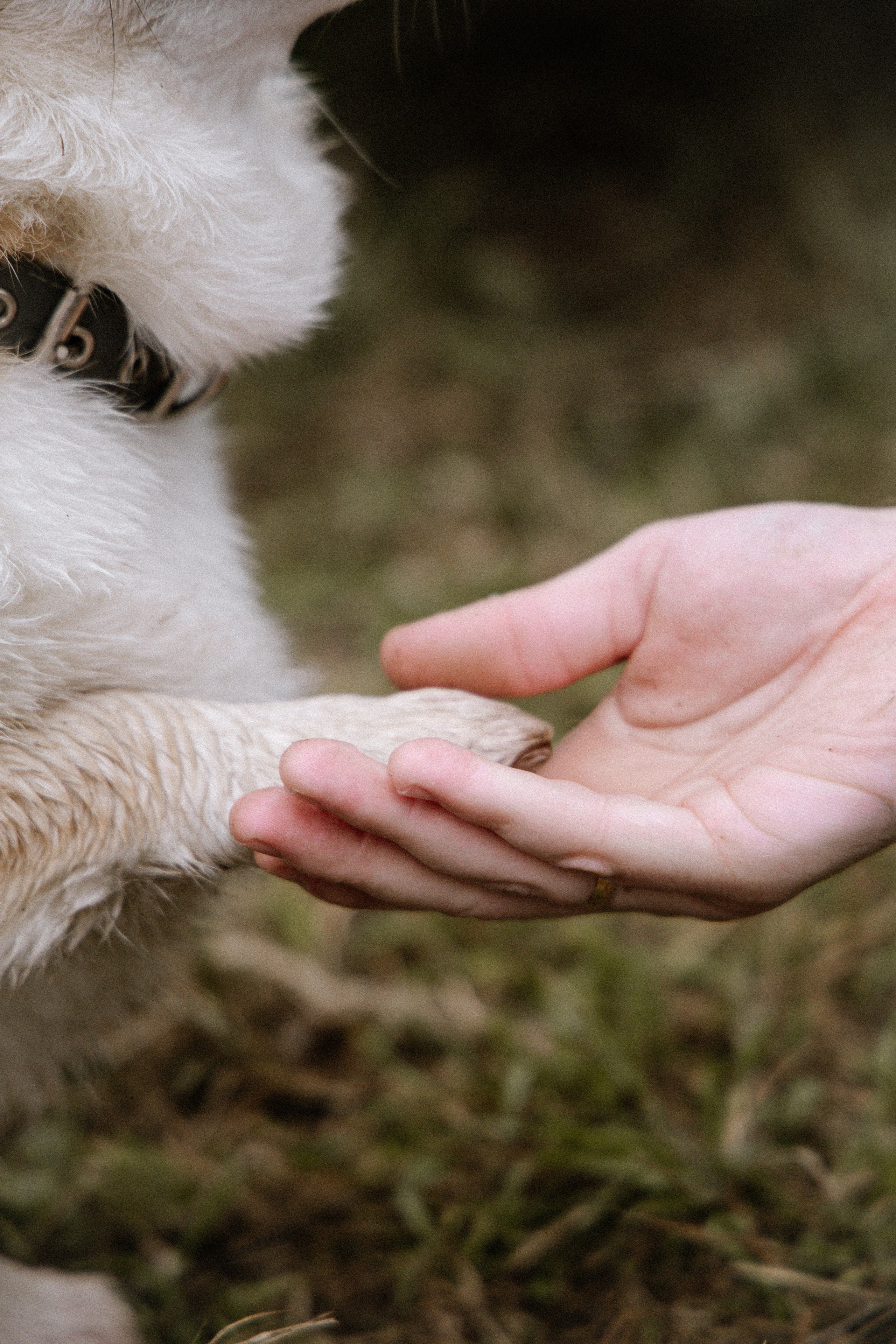 Питомцы. Семейный фотограф | Керчь | Ивановская Виктория