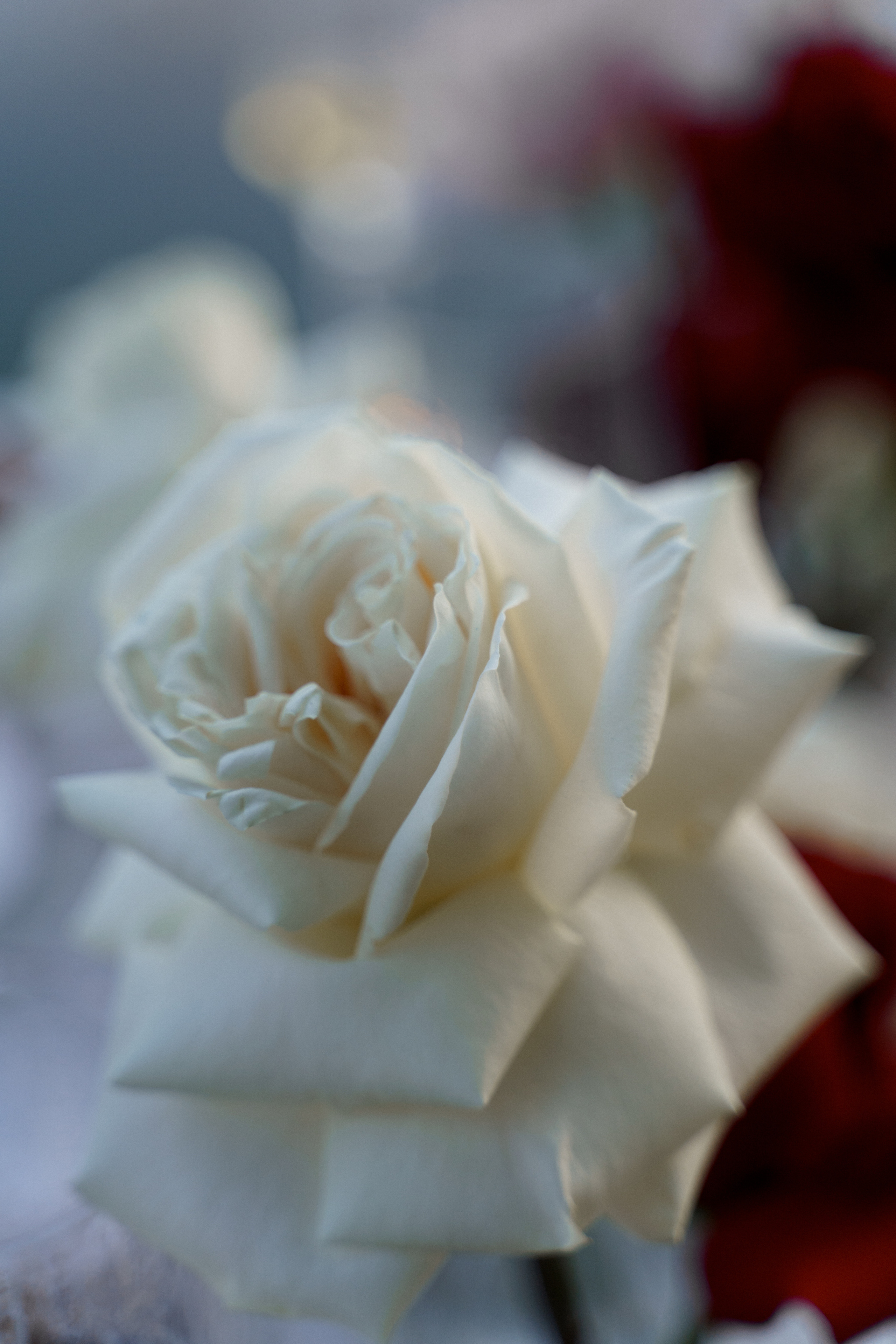 Вино и Лед. Свадебный фотограф Корощенко Екатерина