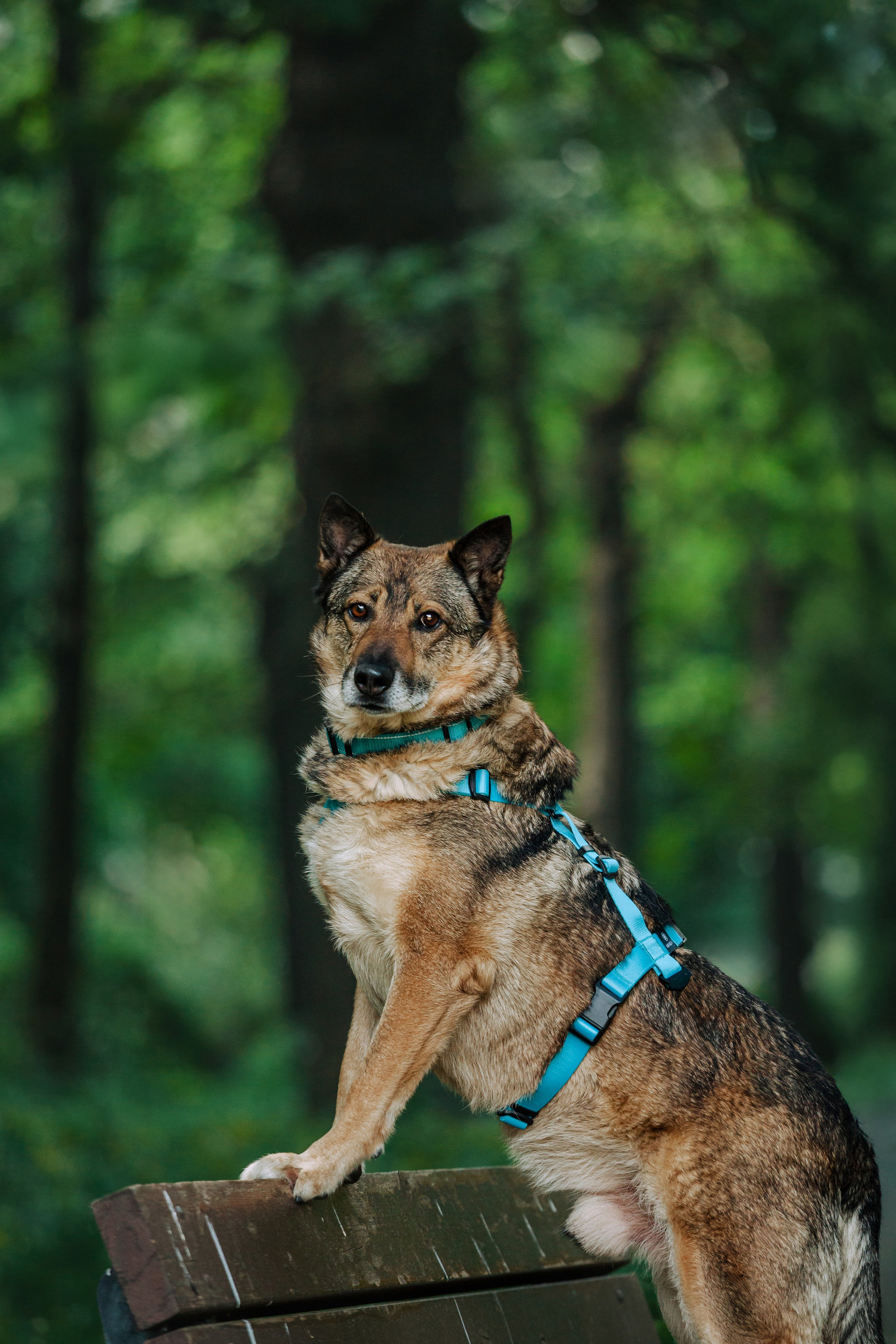 Собаки из приюта Дубовая роща лето 2025. Фотограф-анималист Татьяна Степанова