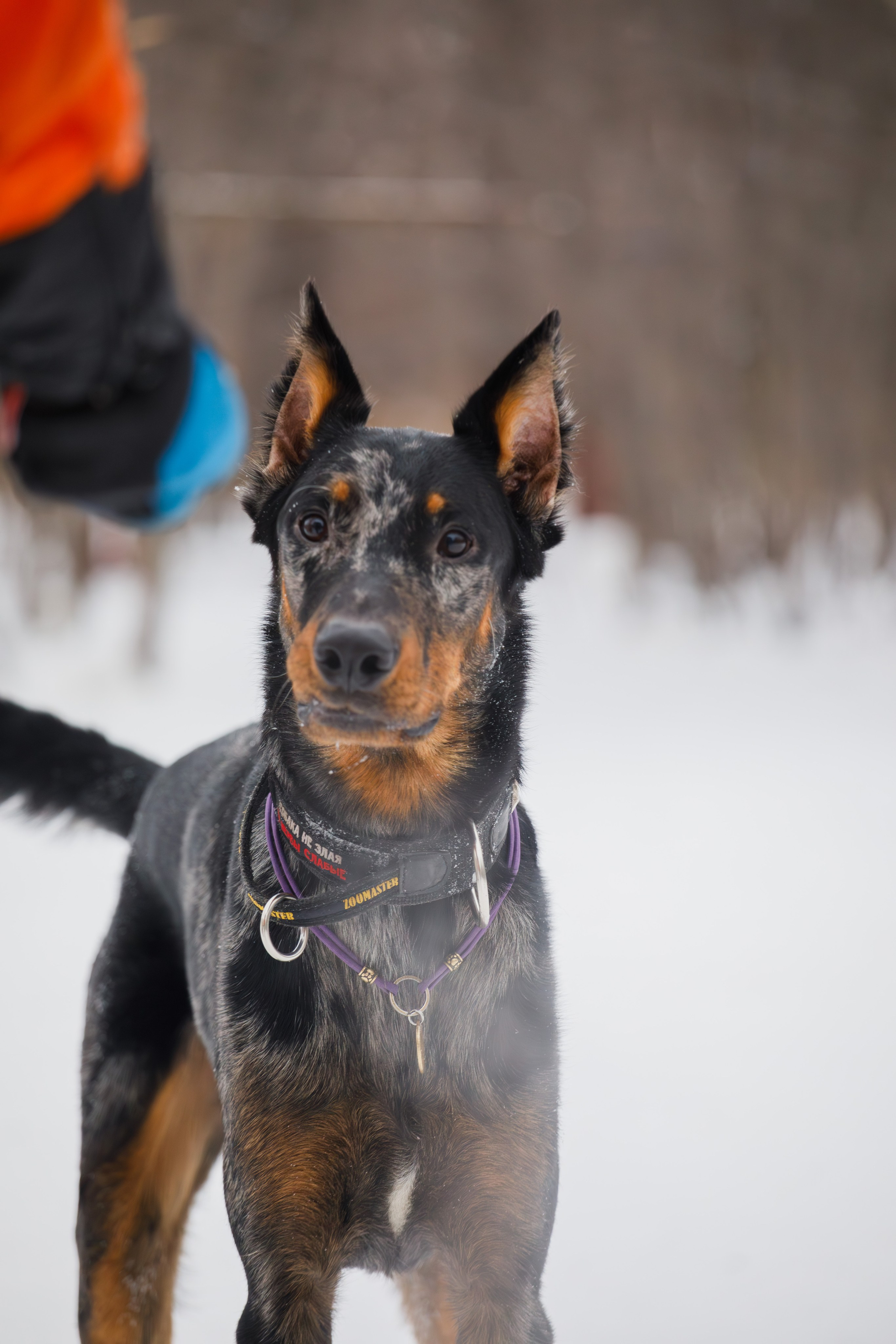 Андрей и Олимп. Фотограф Екатерина Козловская