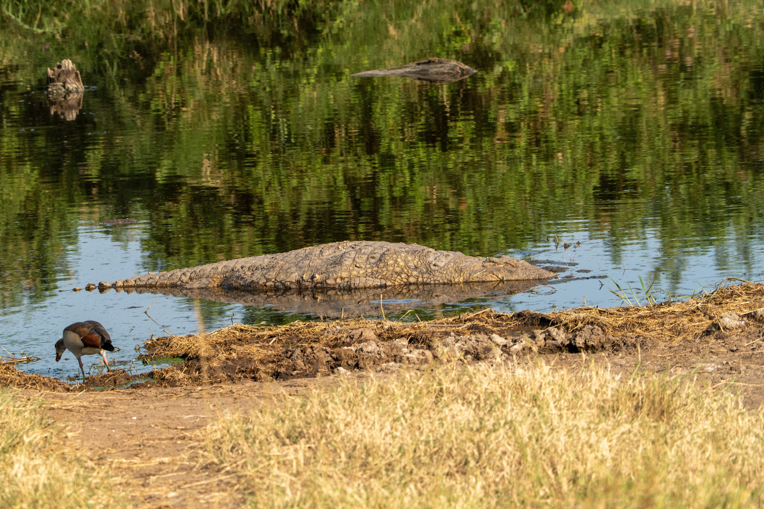 Танзания, сафари, 2025. Творческие сьемки