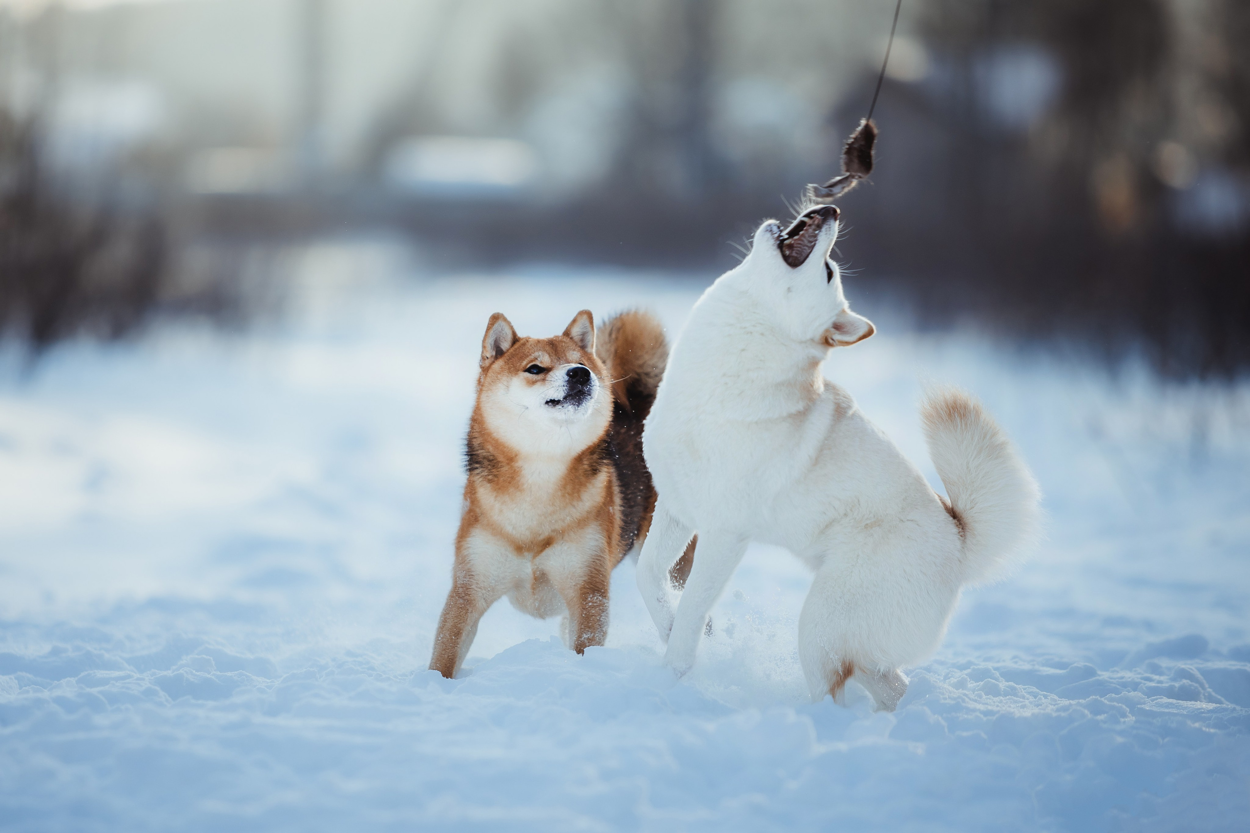 Как я выбираю, на какой объектив снимать животных?