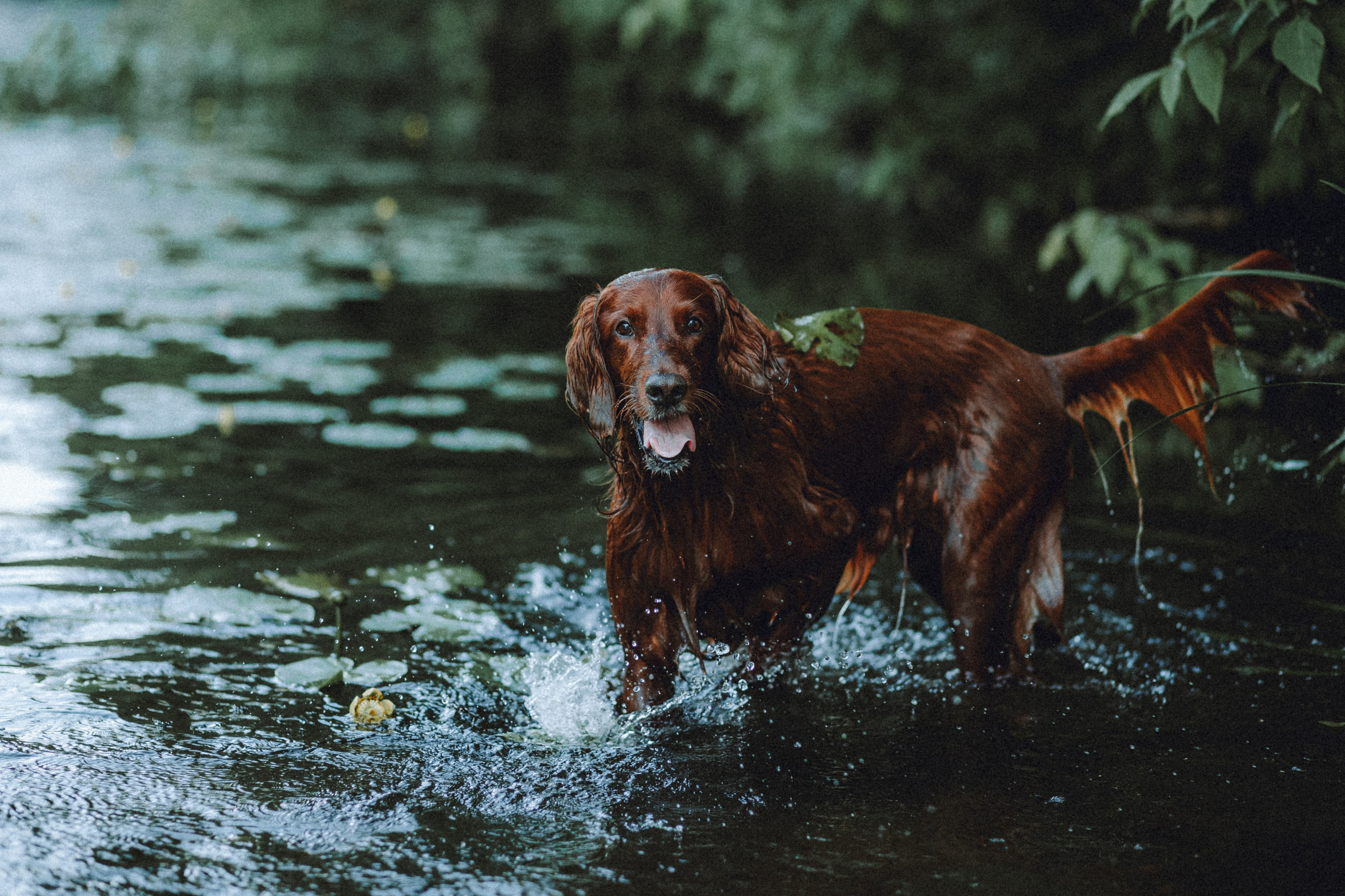Маша и Джерри
