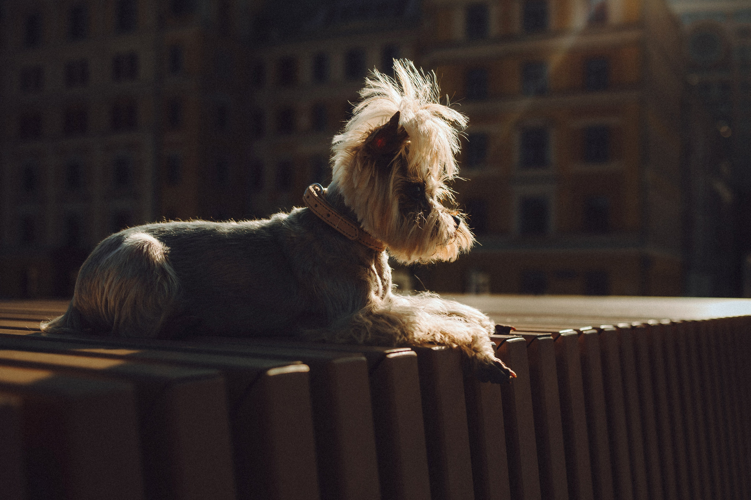 Дженни, Оливия и их семья