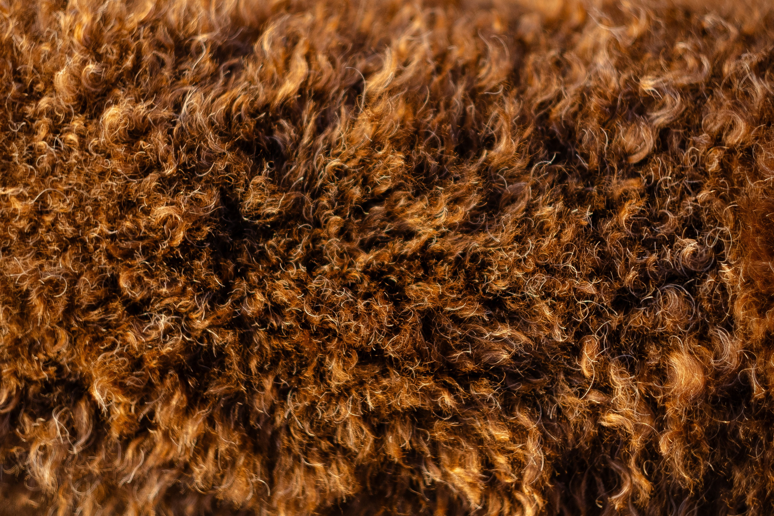 Тьеринна и Миша. Фотограф и видеограф анималист Аганина Дарья