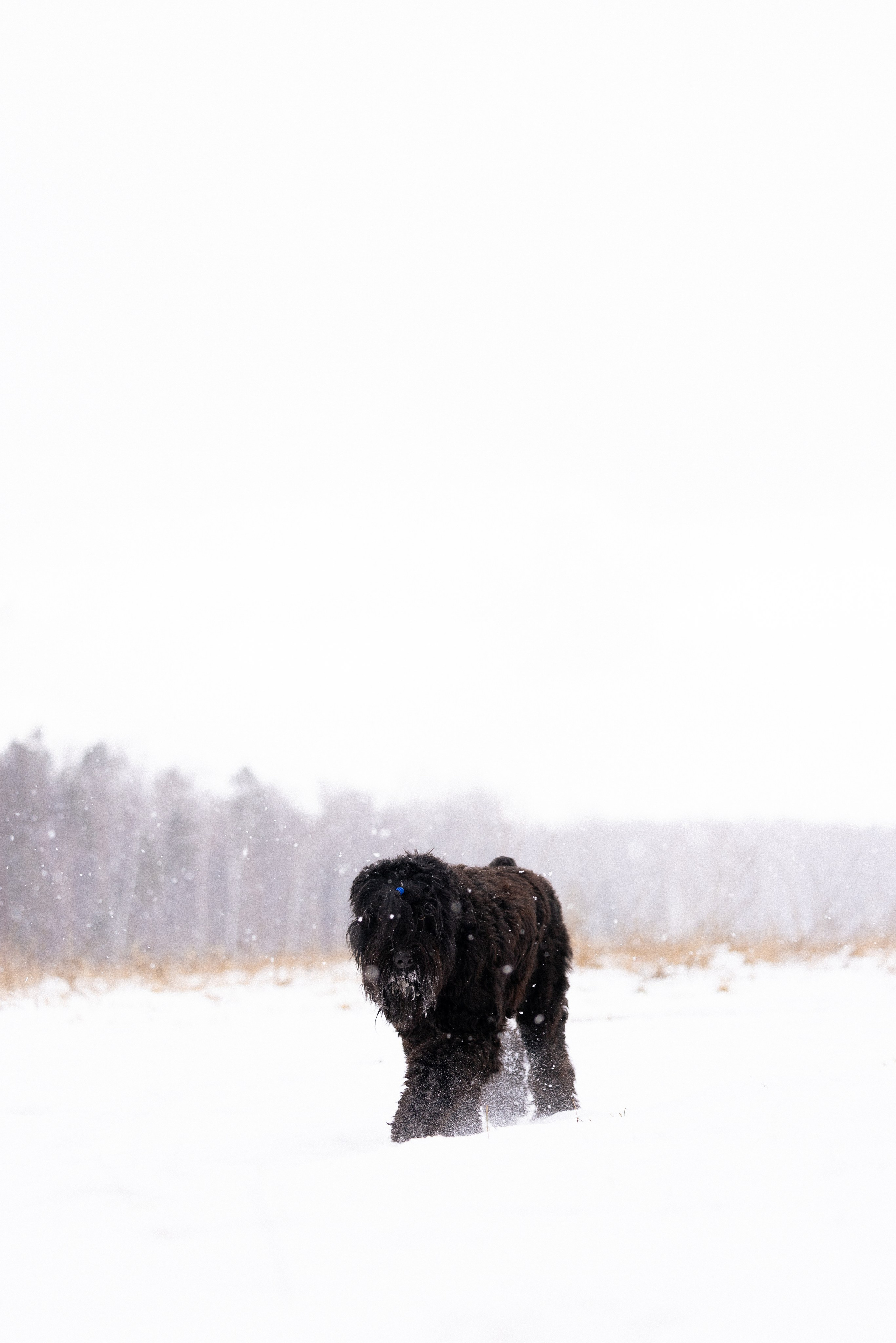 Анастасия и Ирга. Фотограф и видеограф анималист Аганина Дарья
