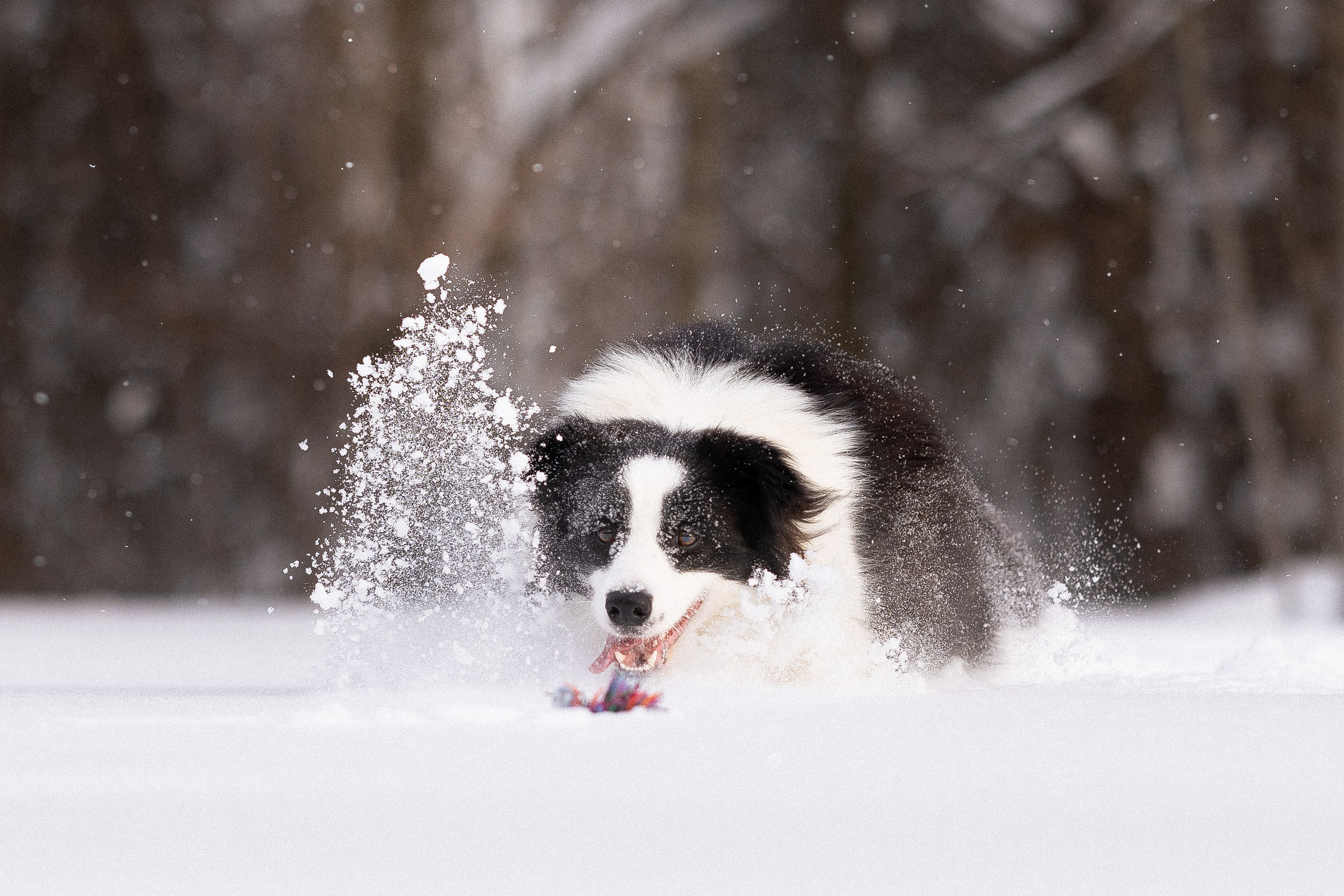 Лилия, Алексей и Ариана. Фотограф и видеограф анималист Аганина Дарья